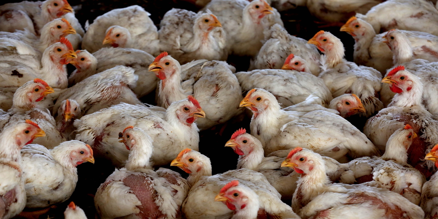 Hong Kong proíbe importação de frango da região de Lisboa após casos de gripe aviária