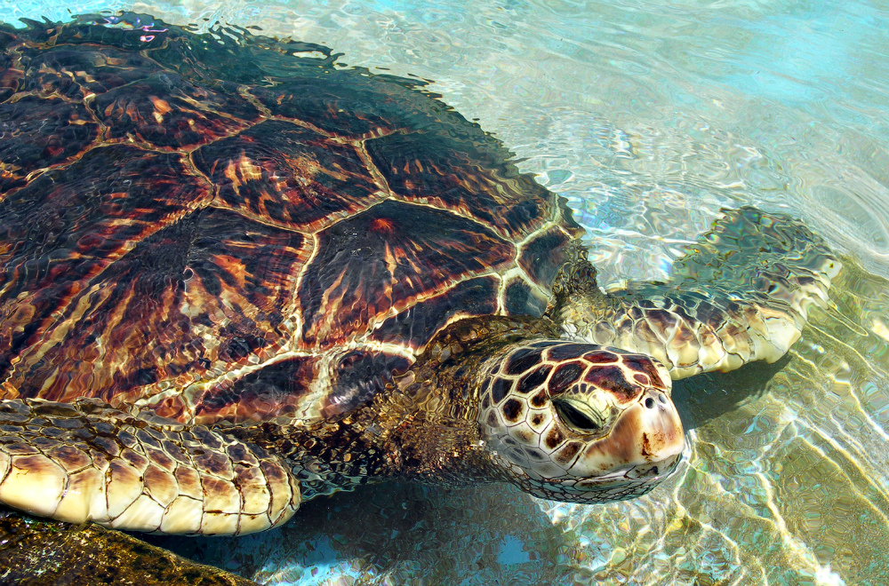 Pelo menos 300 tartarugas marinhas encontradas mortas ao largo de São Salvador