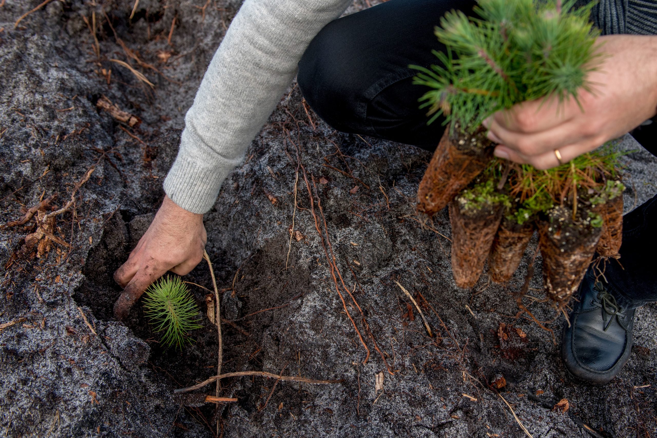 Plante uma árvore e veja com um QR Code o impacto da absorção exata de carbono que a sua planta terá ao longo do tempo