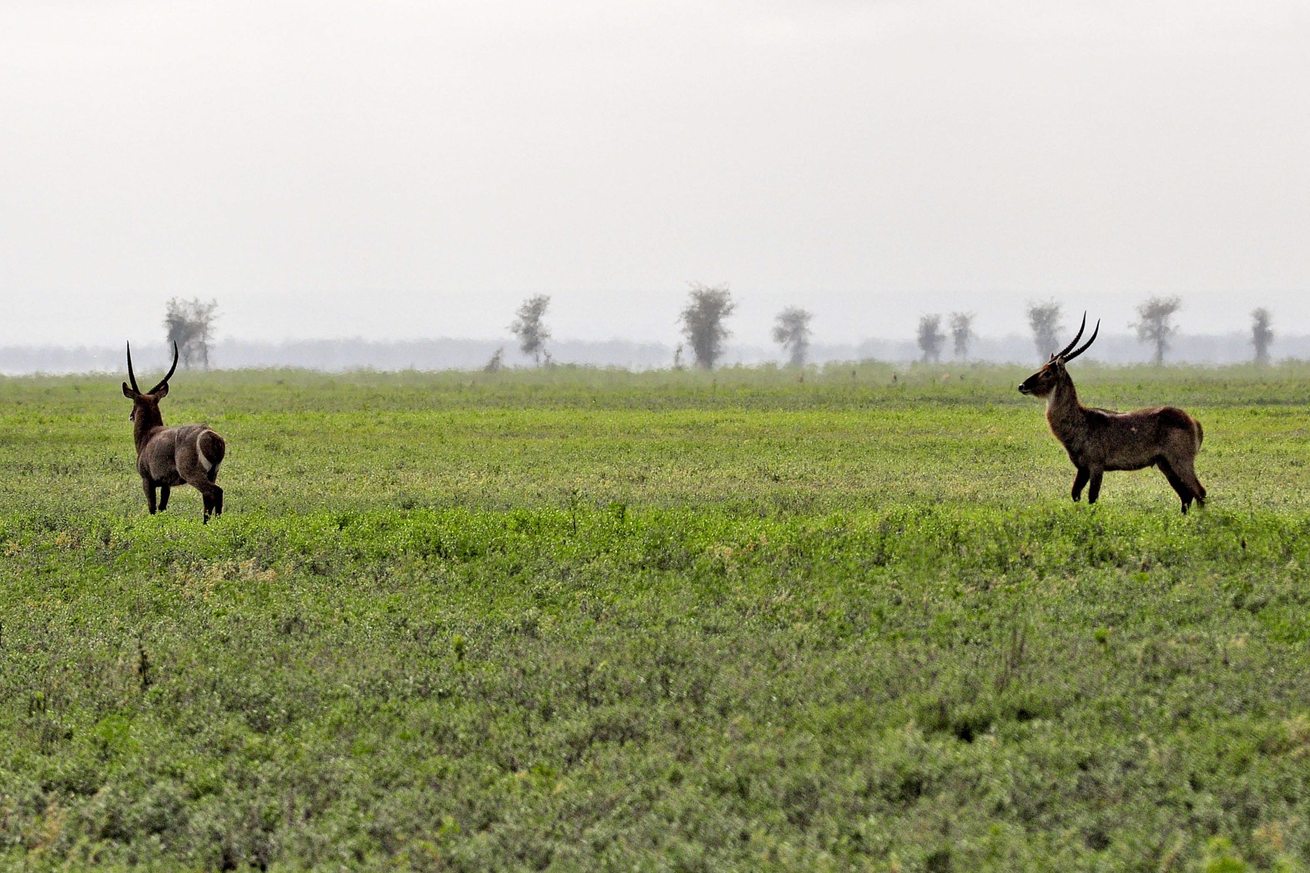 Parque da Gorongosa e Oxford procuram antepassados da humanidade em Moçambique