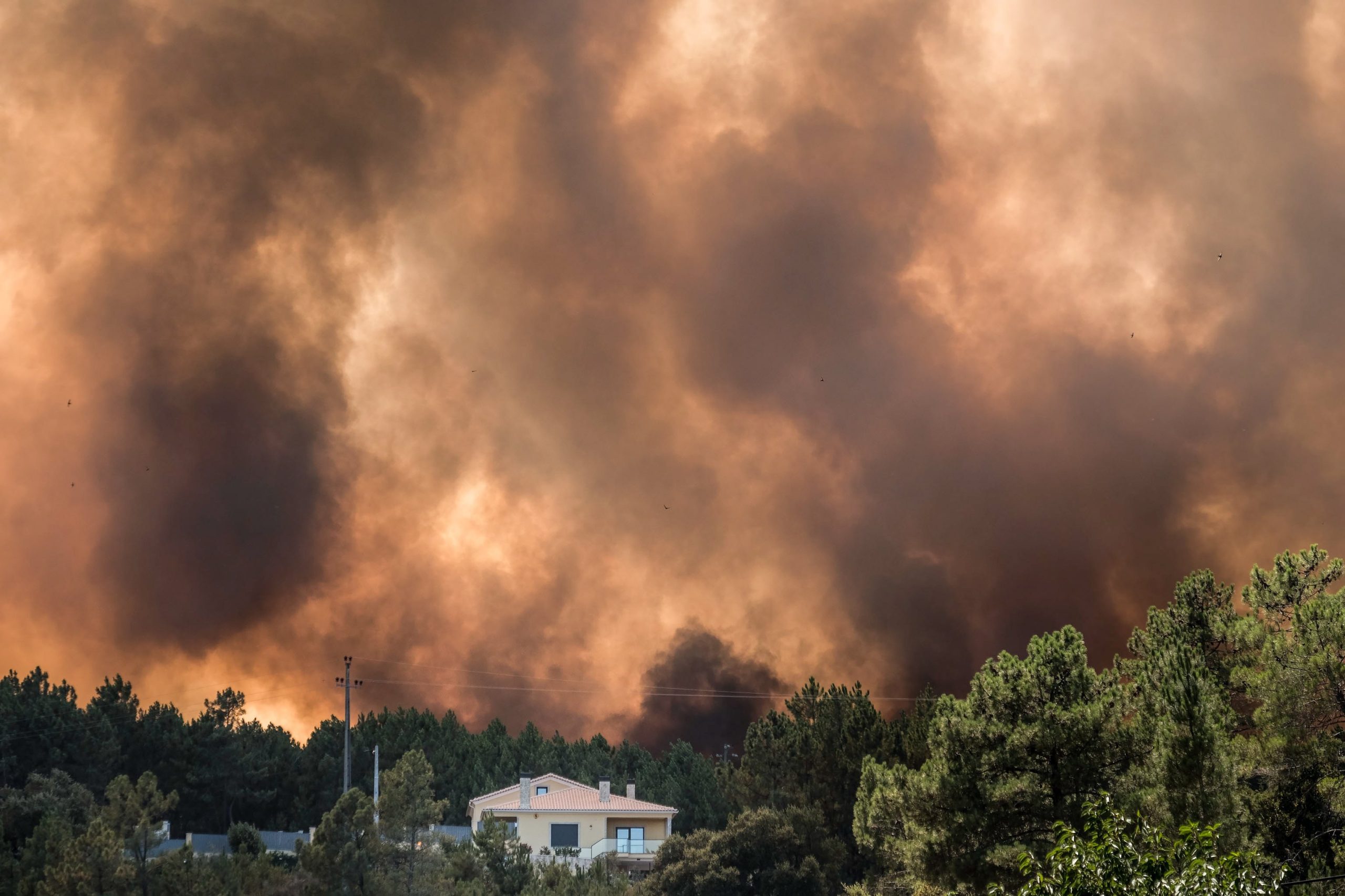 Incêndios: Só em quatro concelhos de Castelo Branco foram detetados 1.500 terrenos sem limpeza
