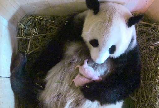 Os pandas de Viena já foram batizados. Agora são o Companheiro Feliz e a Fénix Feliz