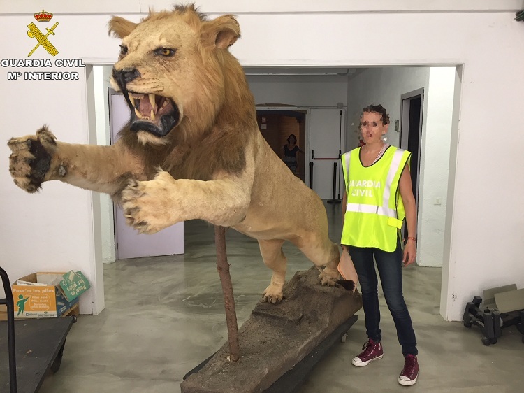Mulher espanhola apanhada a tentar vender leão embalsamado na Internet
