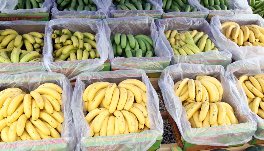 Investigação: Alterações climáticas podem ajudar na produção de vinha e banana na Madeira