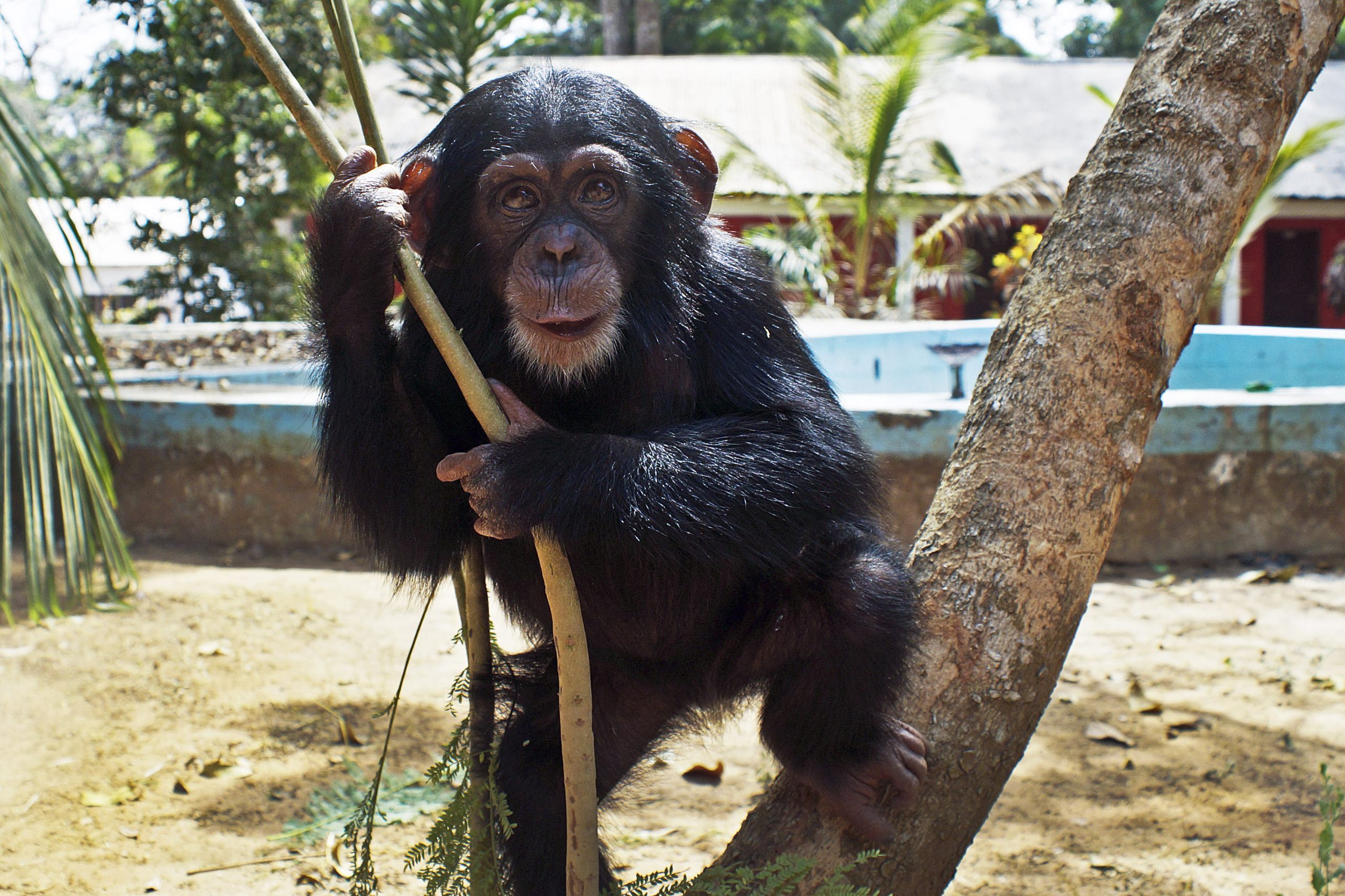 Chimpanzés de cativeiro ganham nova casa em santuário, na Guiné-Bissau