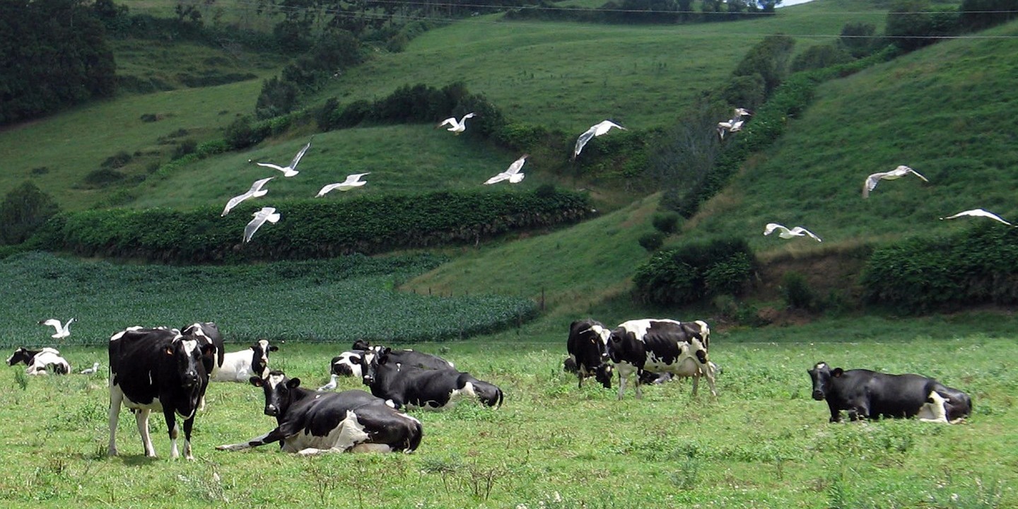 Produtores de leite apreensivos com acordo UE-Mercosul