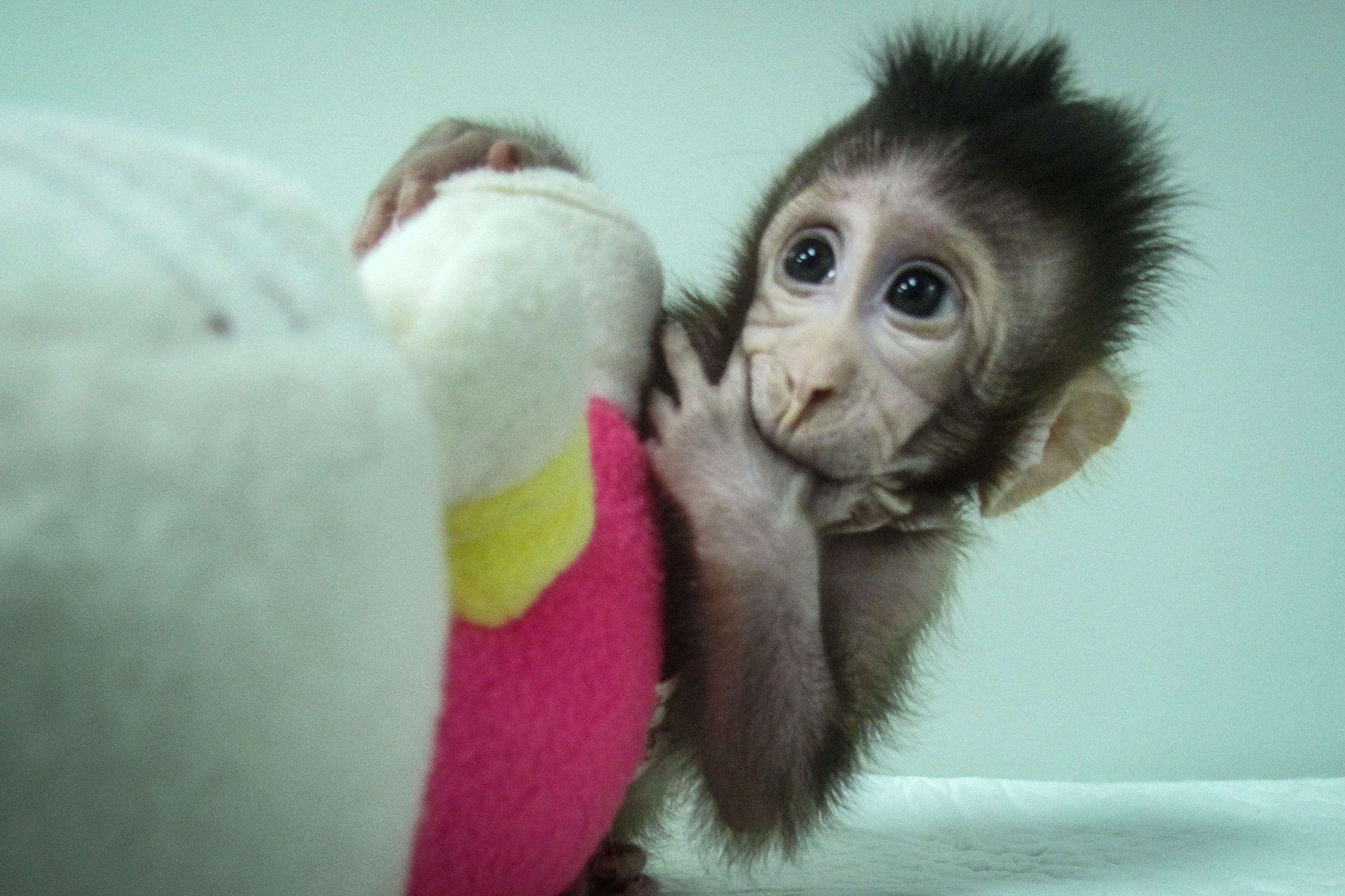 Os macacos Zhong Zhong e Hua Hua já nasceram. E vieram ao mundo com o mesmo método da ovelha Dolly