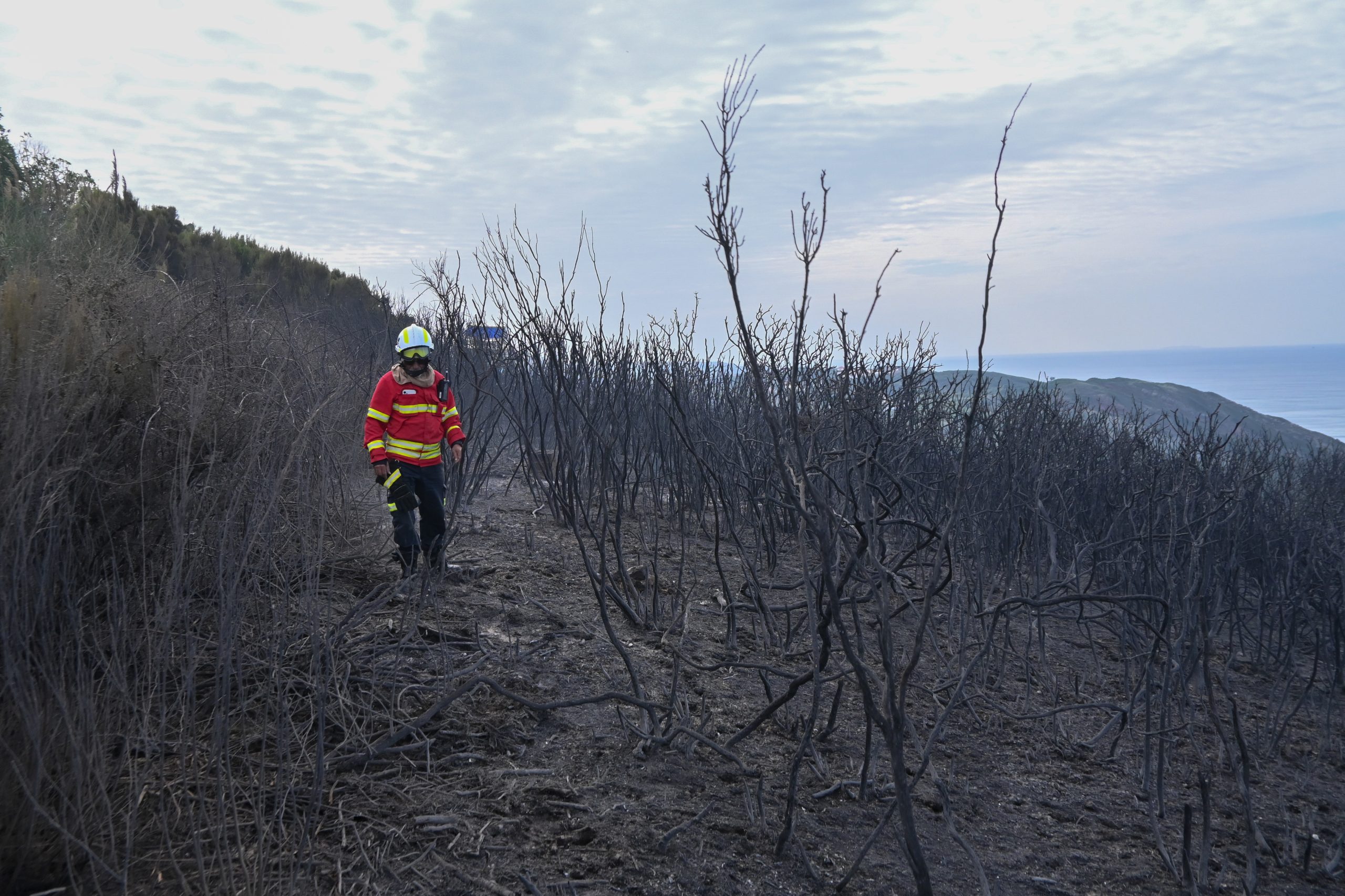 Incêndios: Politécnico de Tomar desenvolve projeto de previsão de risco de fogos florestais