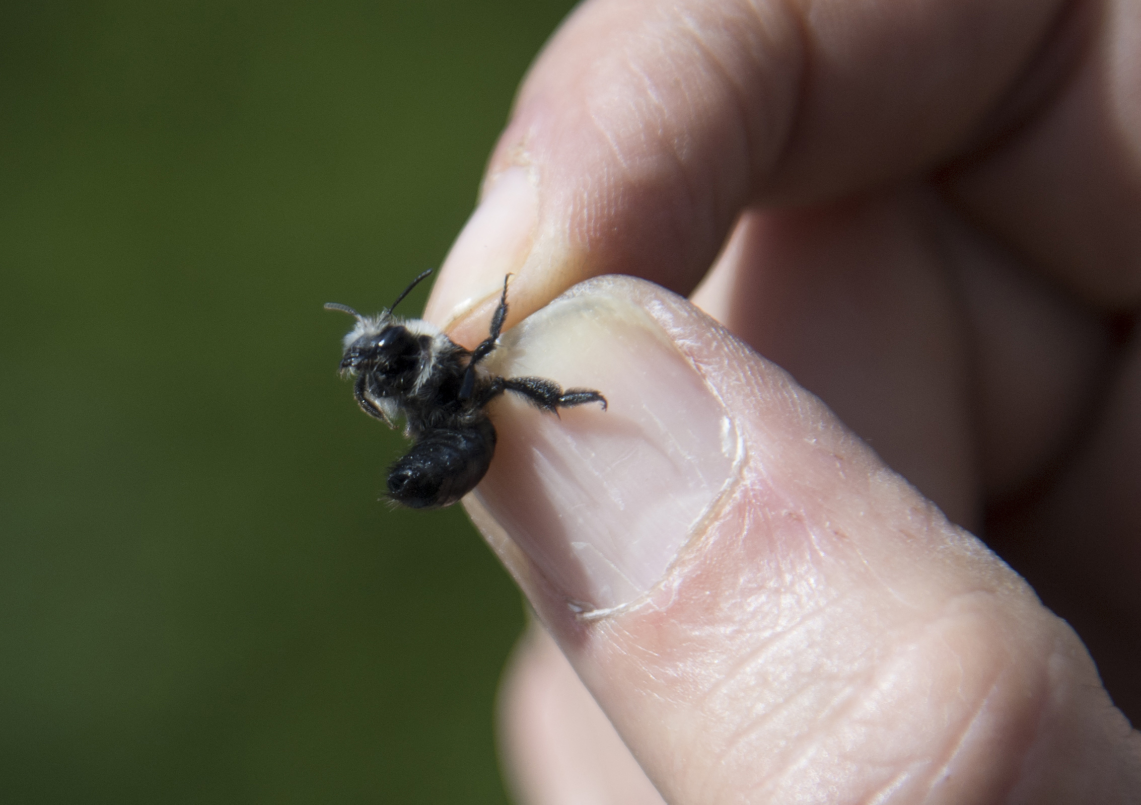Pré-publicação de “A Crise dos Insectos”. Podem ser repelentes, mas sem eles estamos em perigo