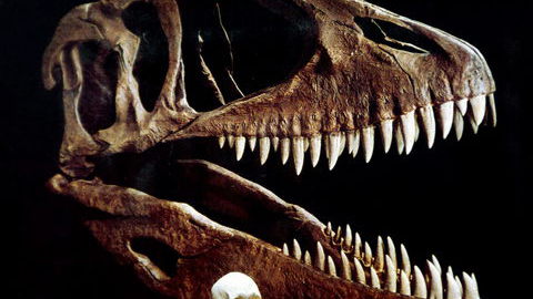 Cientistas descobrem fóssil que atribuem a animal herbívoro contemporâneo dos dinossauros