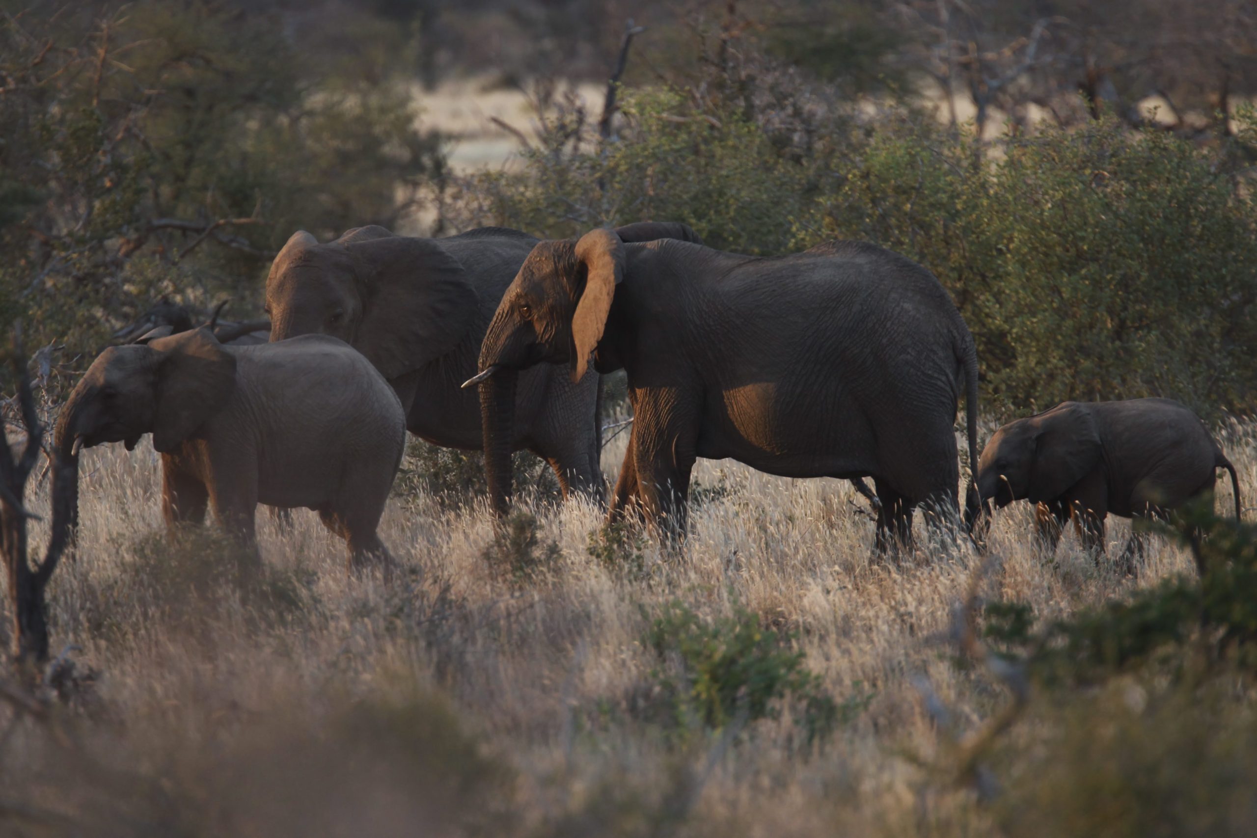É preciso chuva no Zimbabué. País prepara deslocação de 600 elefantes e outros animais devido à seca