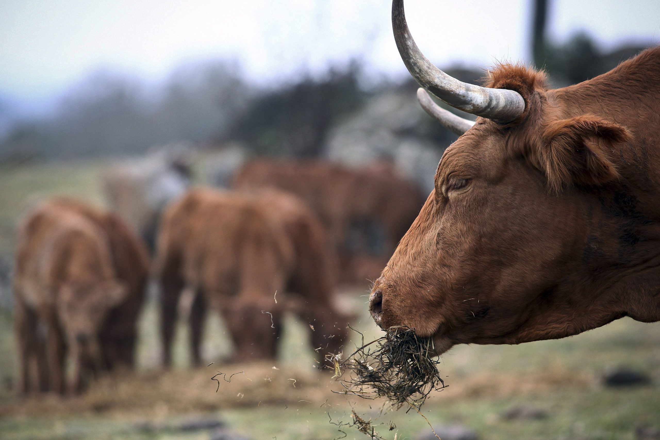 Seca: Agricultores pedem apoios do Governo para mitigar falta de alimentação animal