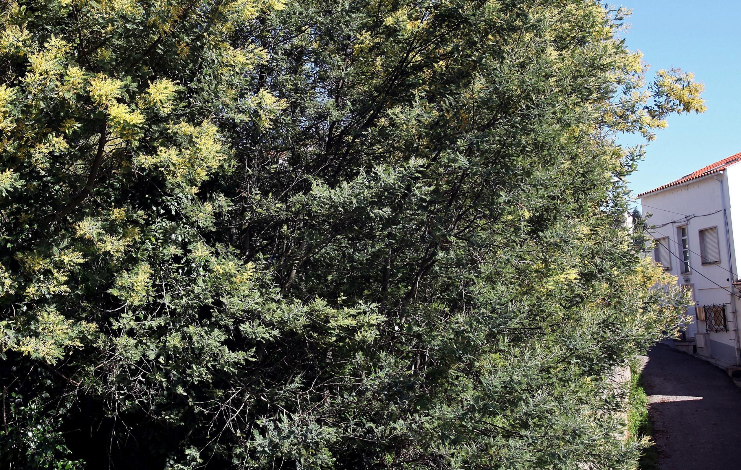 Ambientalistas e técnicos alertam para ameaça das plantas invasoras