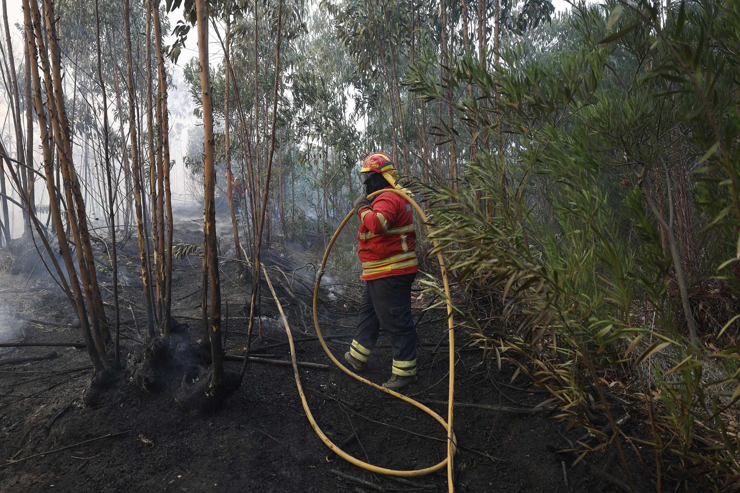 Fogo em Mogadouro mobiliza 140 bombeiros e três meios aéreos