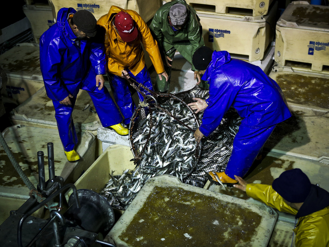 Portugal tem se preocupar com estado da sardinha, carapau e biqueirão