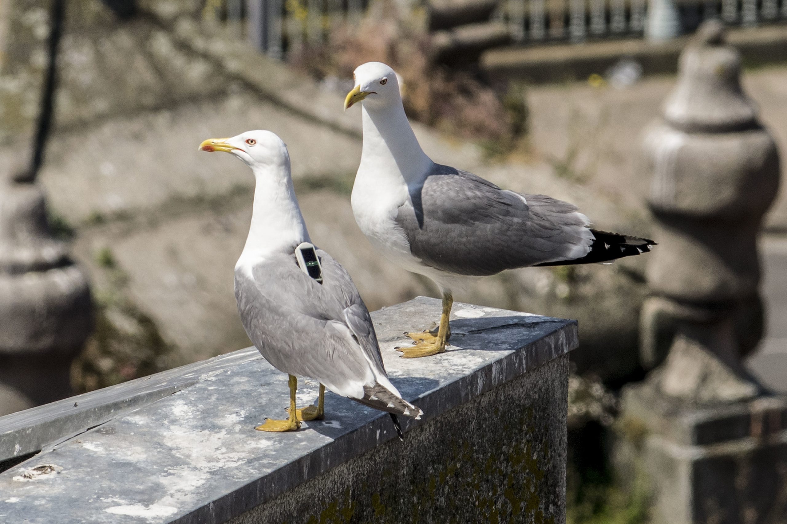 Gaivotas estão a tornar-se uma praga no Porto. PS quer medidas concretas