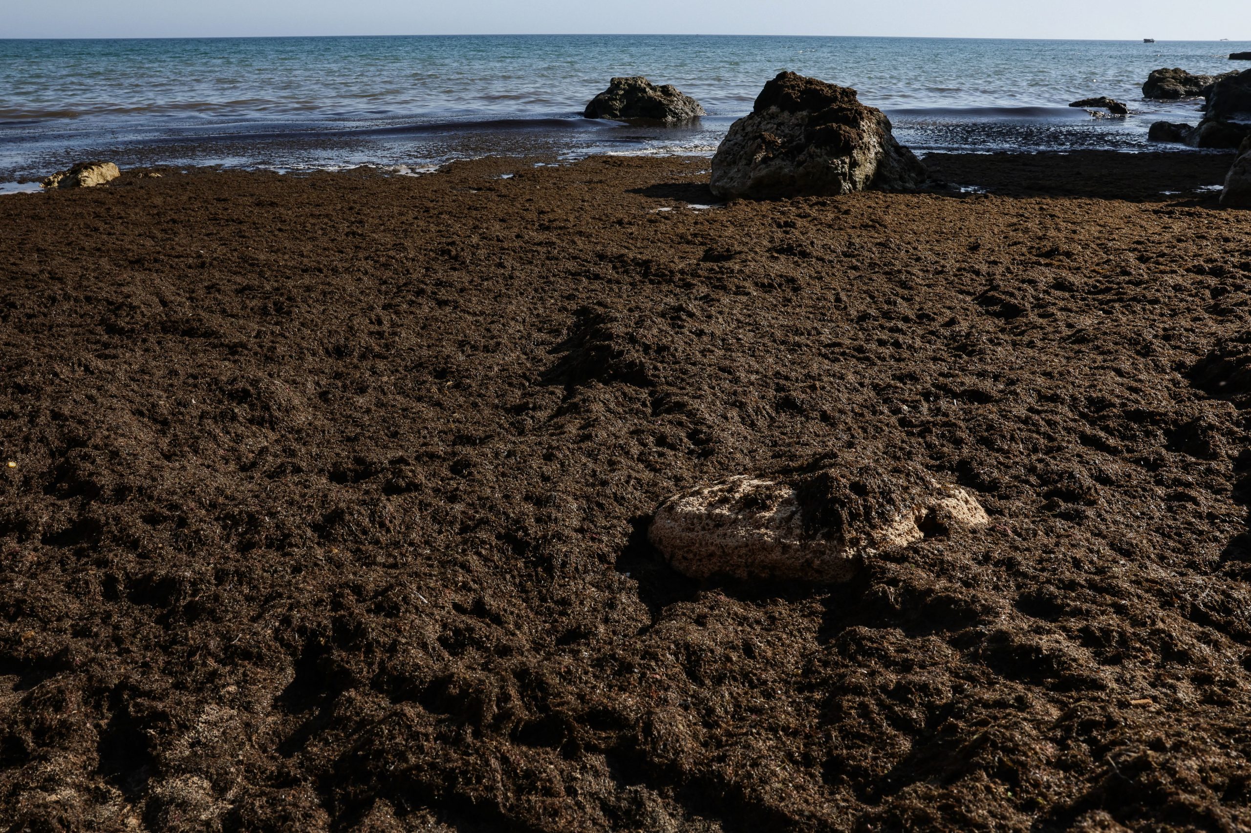 Toneladas de algas invasoras estão “sobrecarregar” praias espanholas