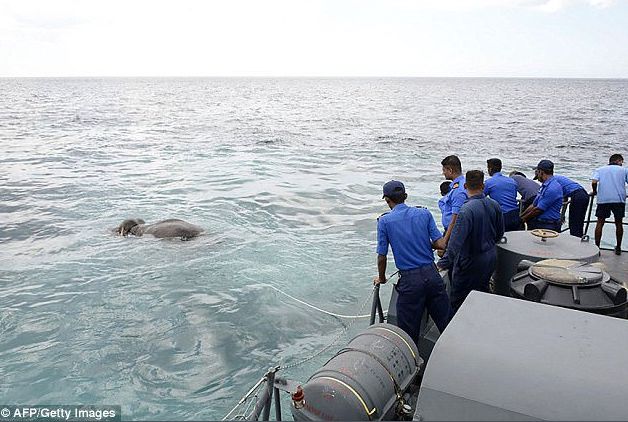 Um elefante afastou-se 16 km da costa do Sri Lanka. A Marinha resgatou-o do oceano