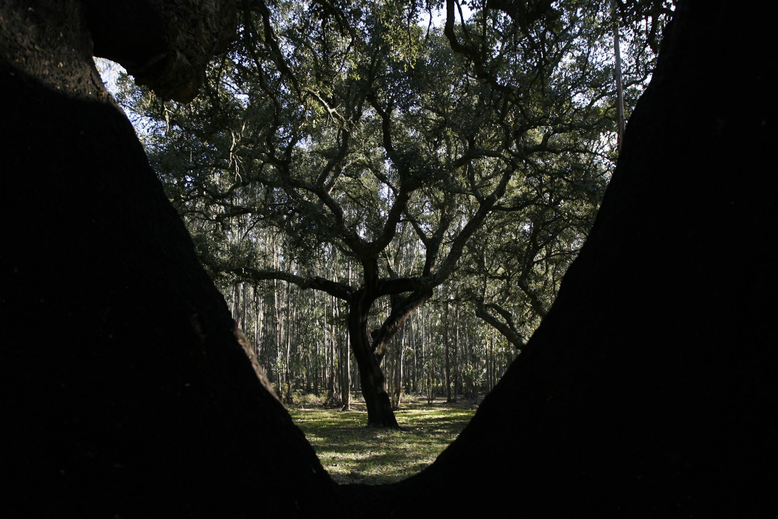 A floresta da língua portuguesa