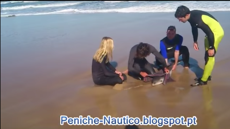 Golfinho bebé resgatado na praia do Baleal