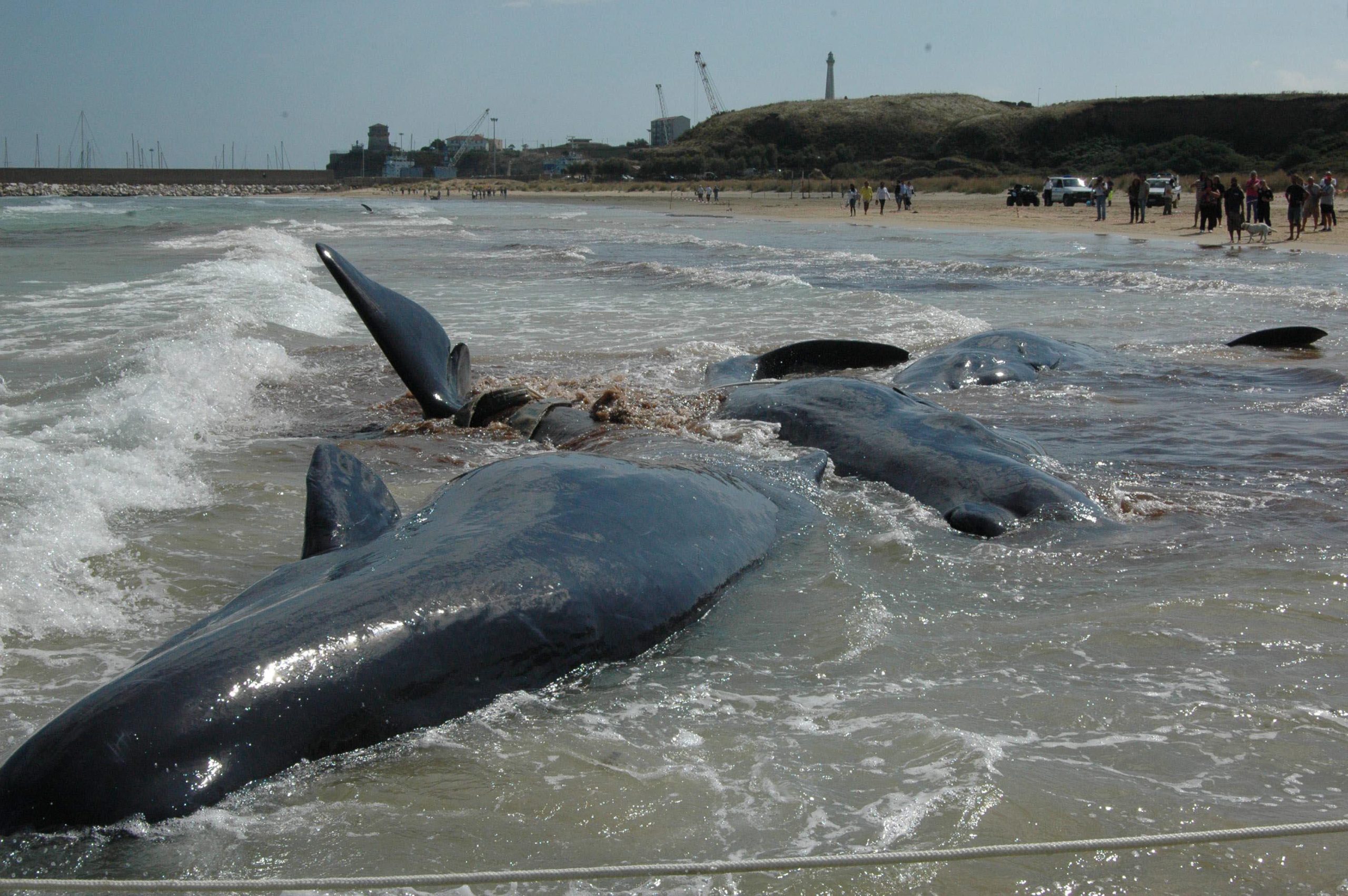 Primeiro ficaram encalhadas e 300 acabaram por morrer. O destino perigoso das baleias em Farewell Spit