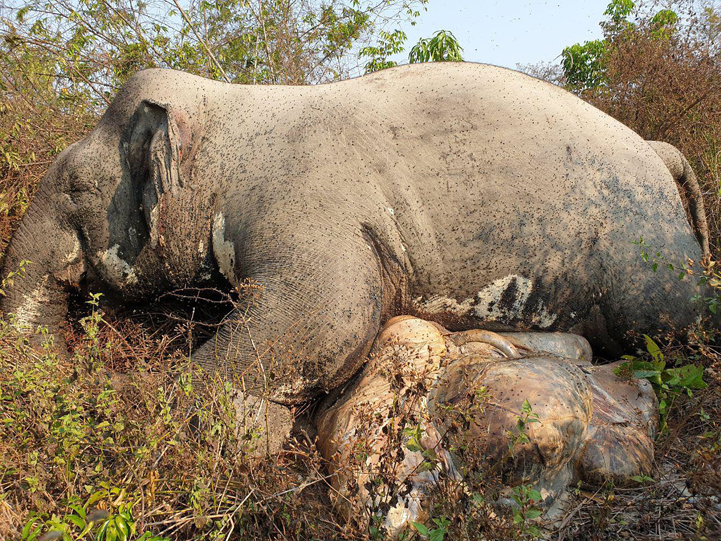 Caçadores matam elefante numa reserva natural do Cambodja