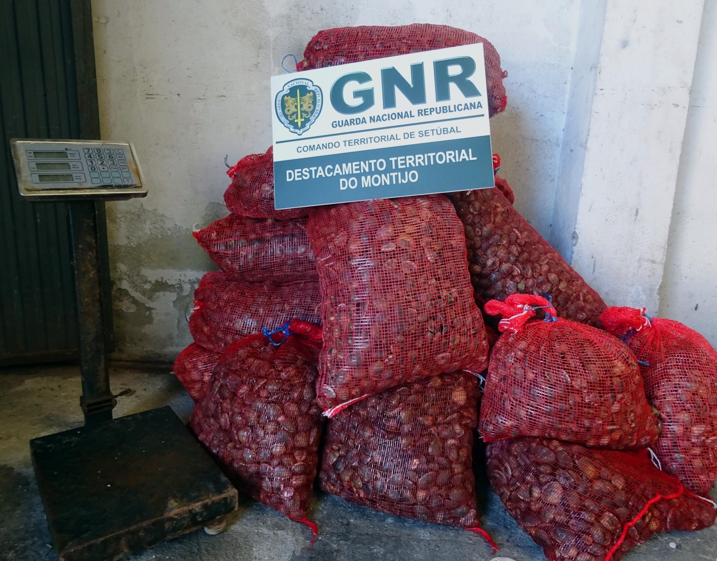 GNR apreende 330 quilos de amêijoa-japonesa