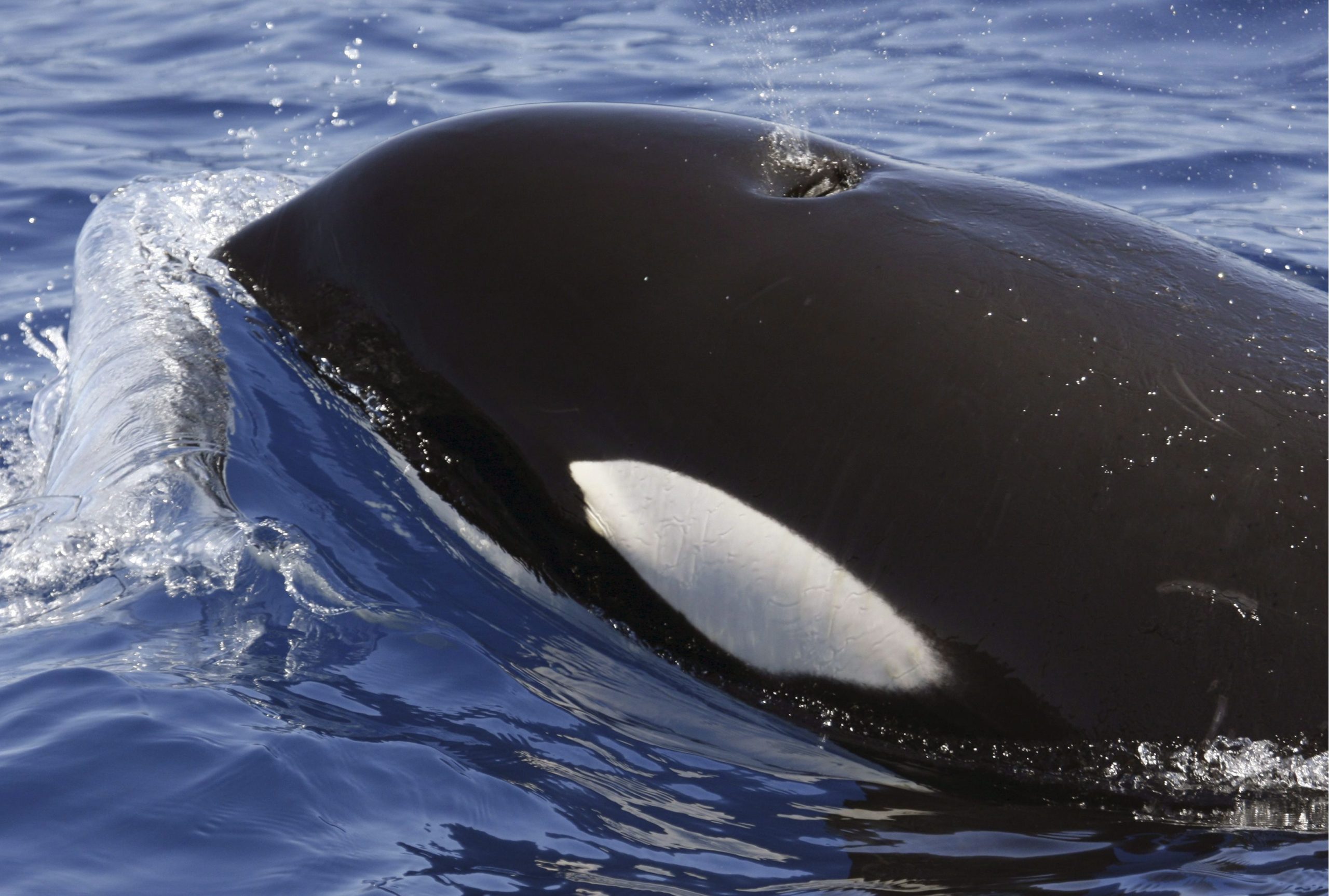 Mais de 200 interações entre orcas e barcos em 2022 na costa atlântica ibérica