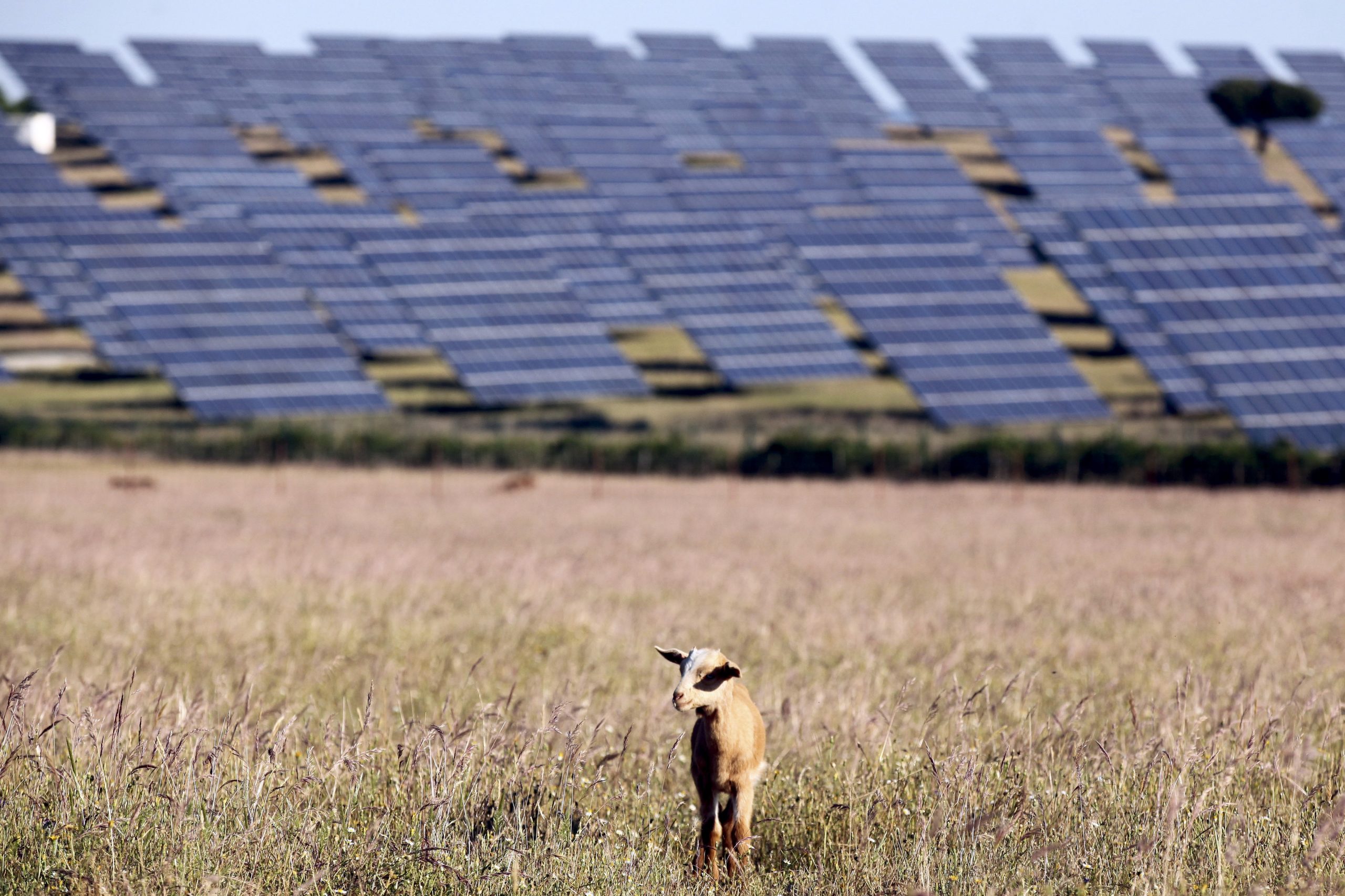 Lei do Clima, solo e floresta: os desafios ambientais para 2019 para os ambientalistas da Zero