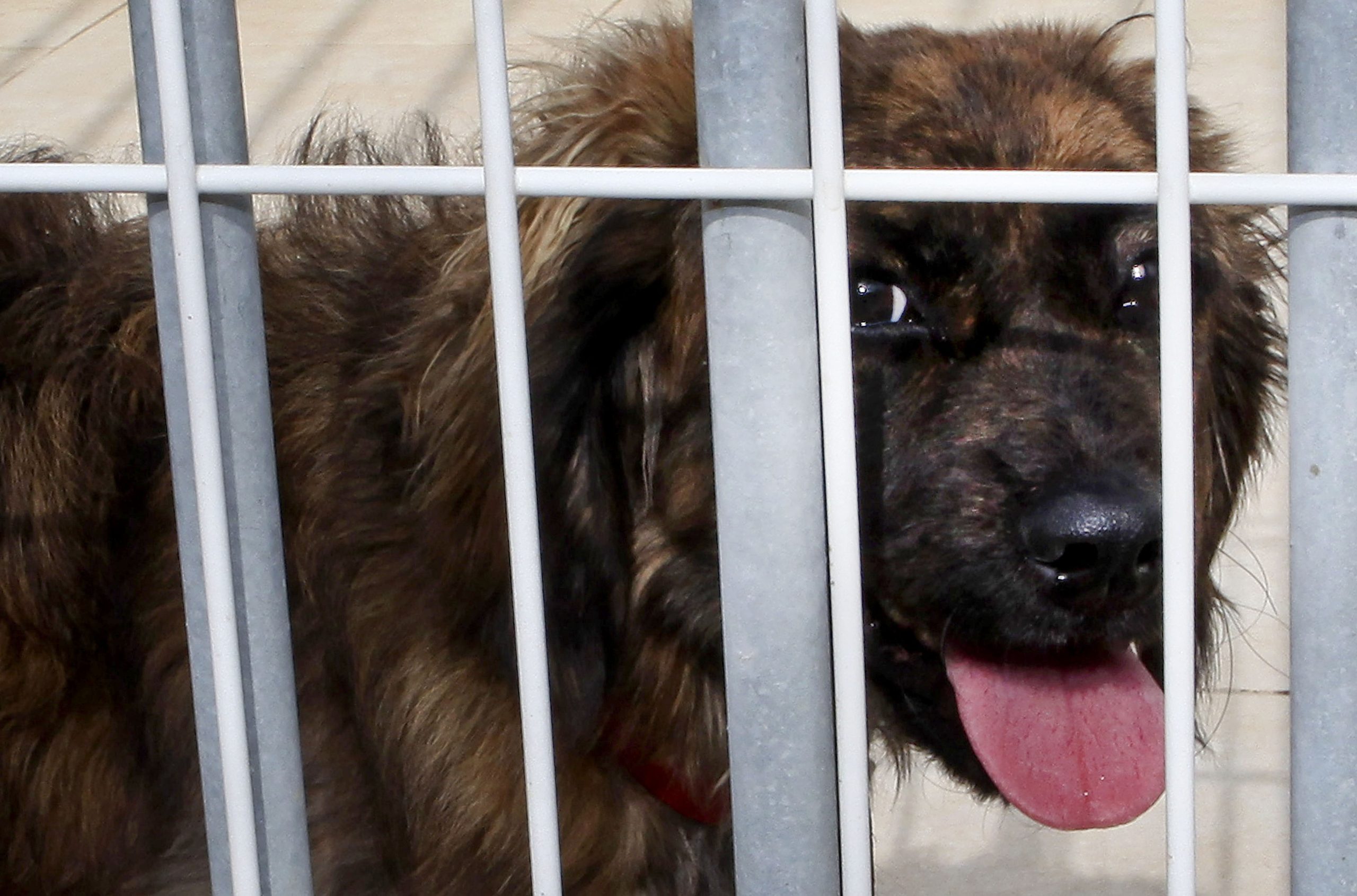 Especialista alerta que autoridades policiais desconhecem lei para animais em risco de vida