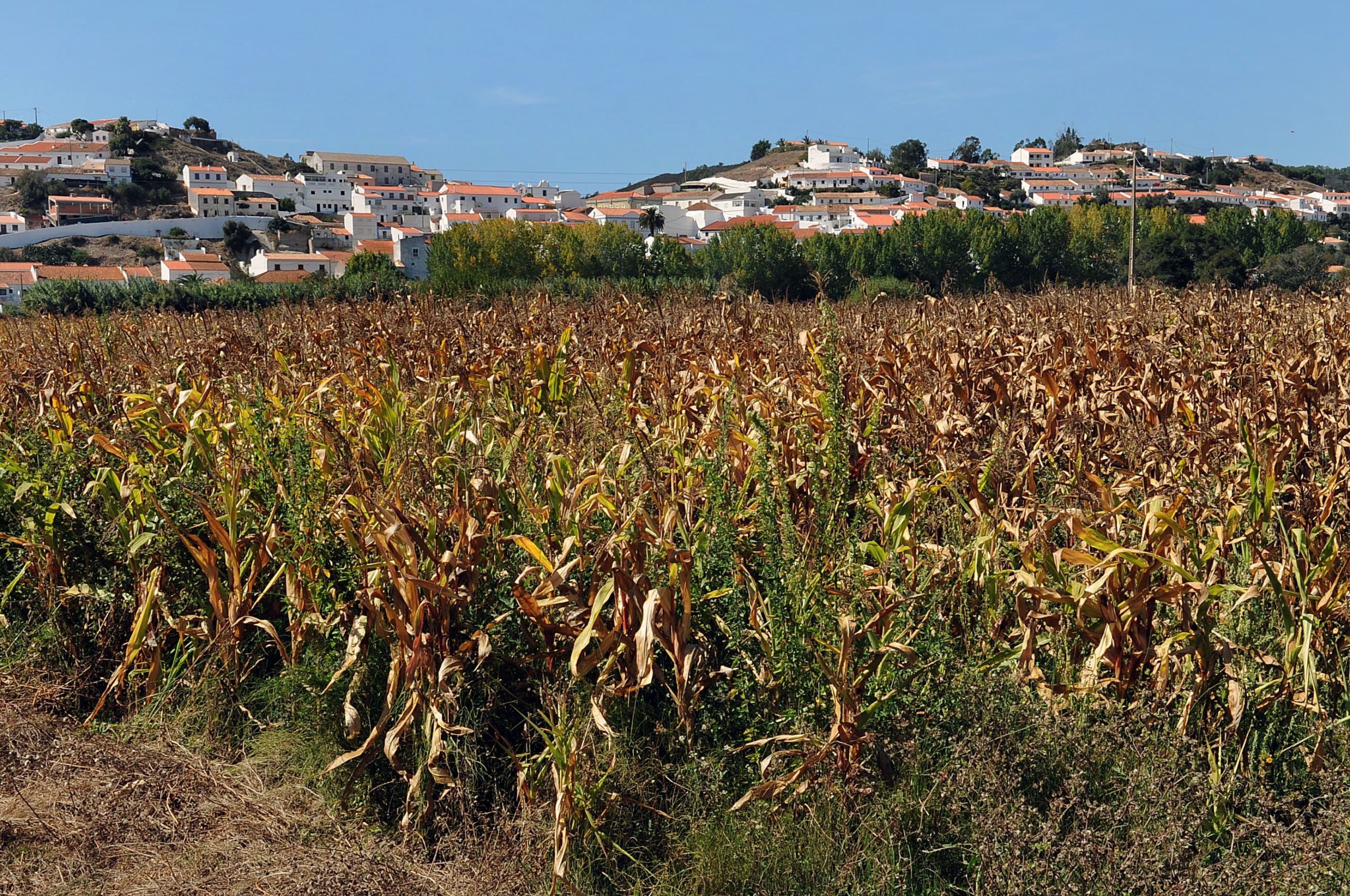 Governo aprova medidas contra pragas dos vegetais e fitossanidade
