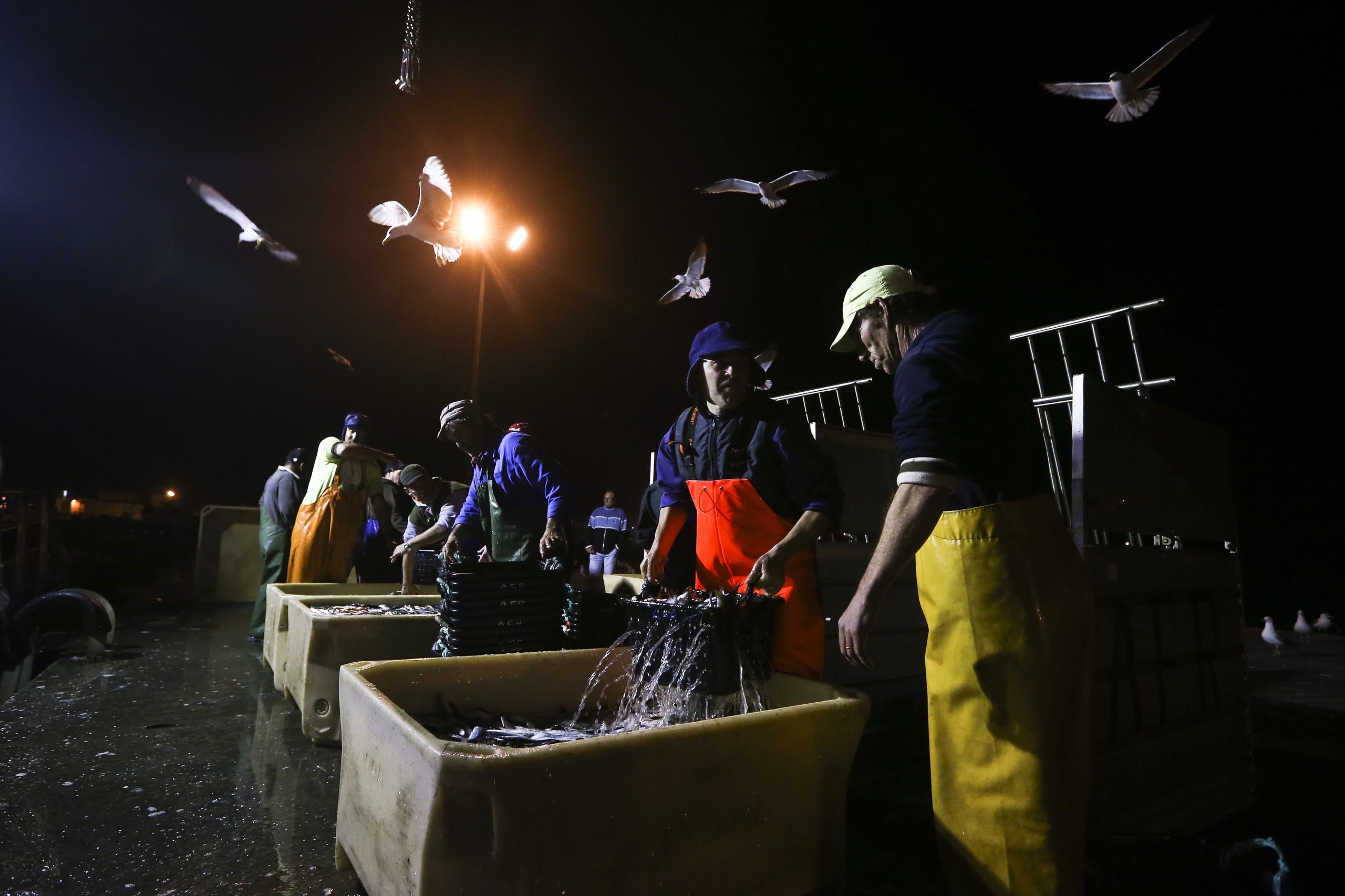 Associação de Aveiro diz que proibição na pesca da sardinha vai ter impacto em muitas famílias