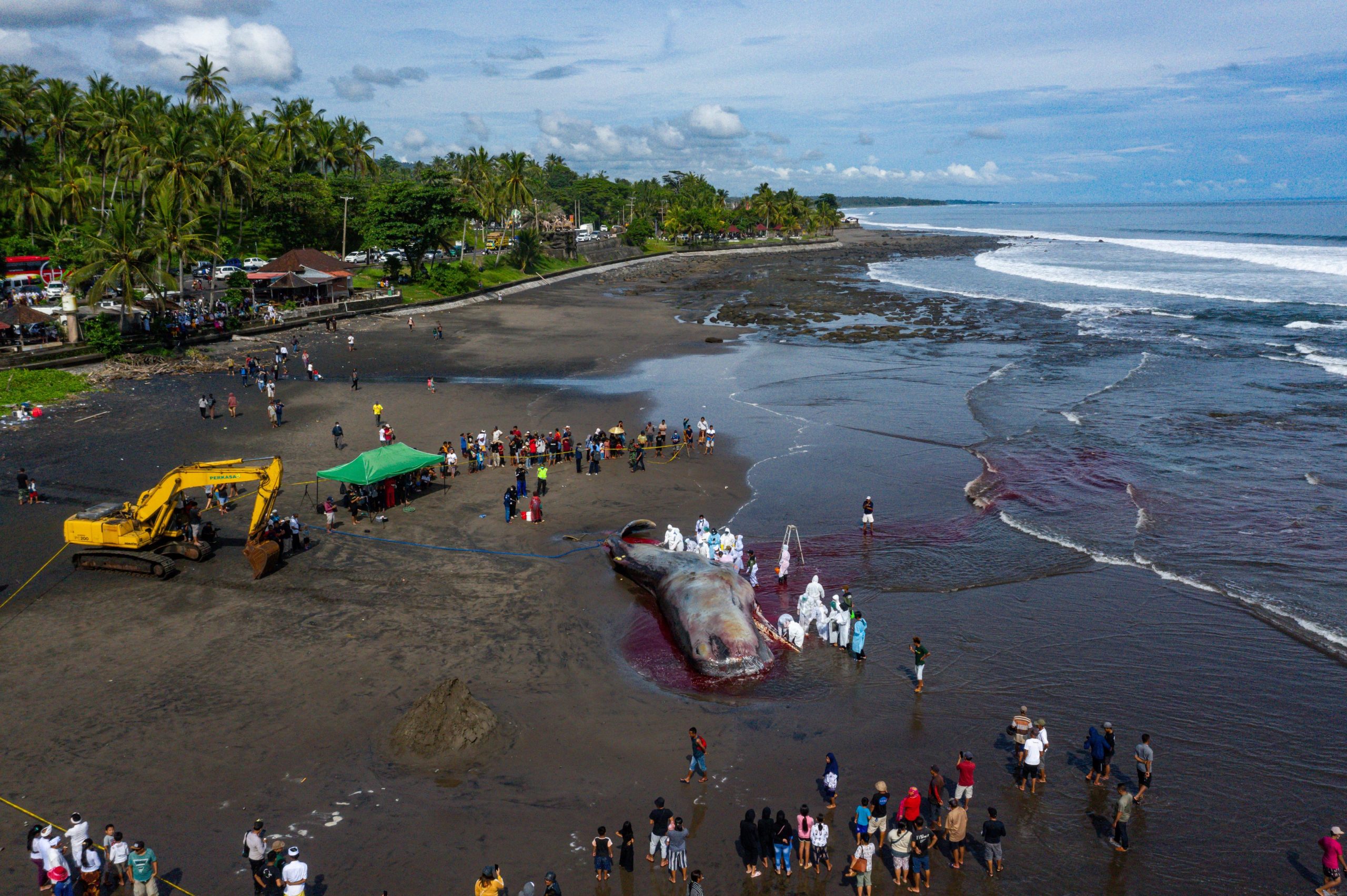 Terceira baleia morre encalhada numa praia de Bali no espaço de uma semana