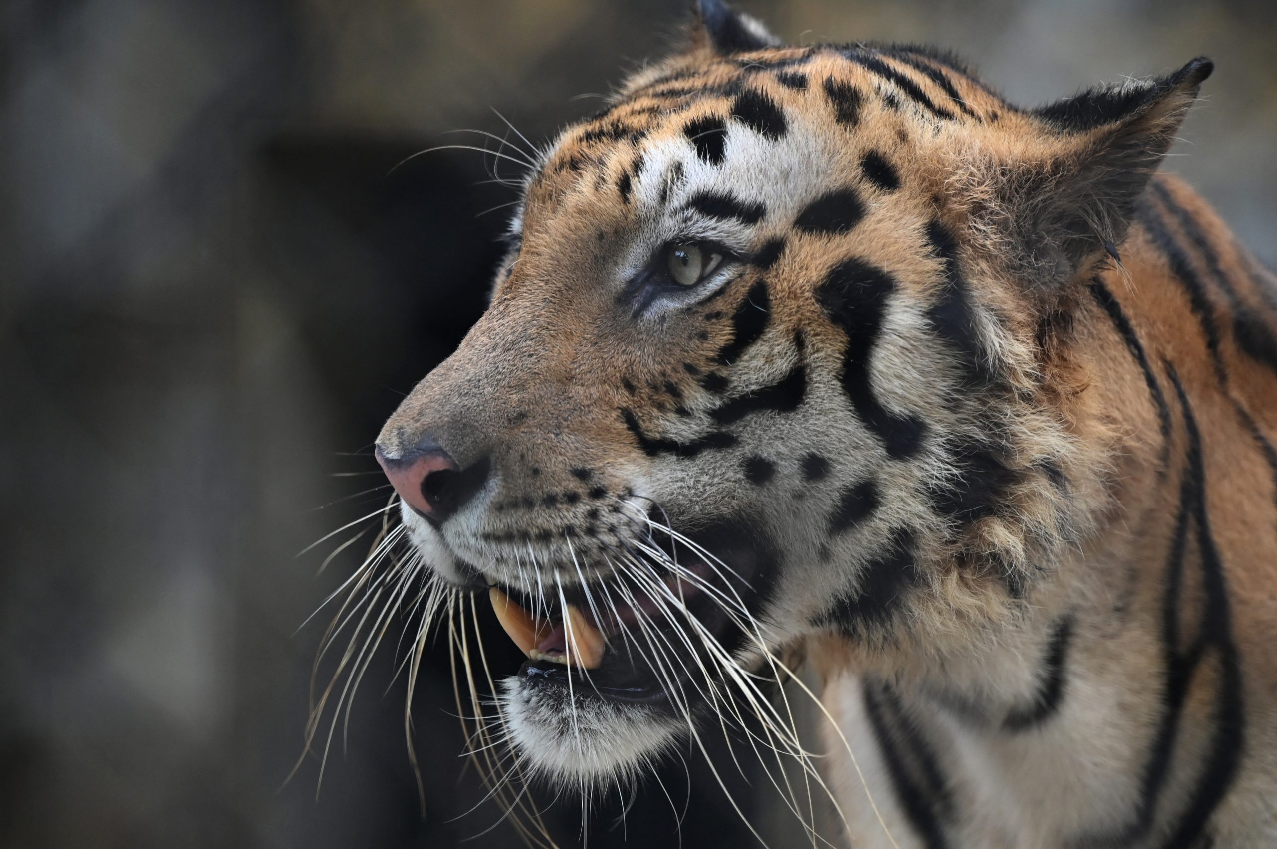 Domador atacado por tigre durante espetáculo de circo em Itália