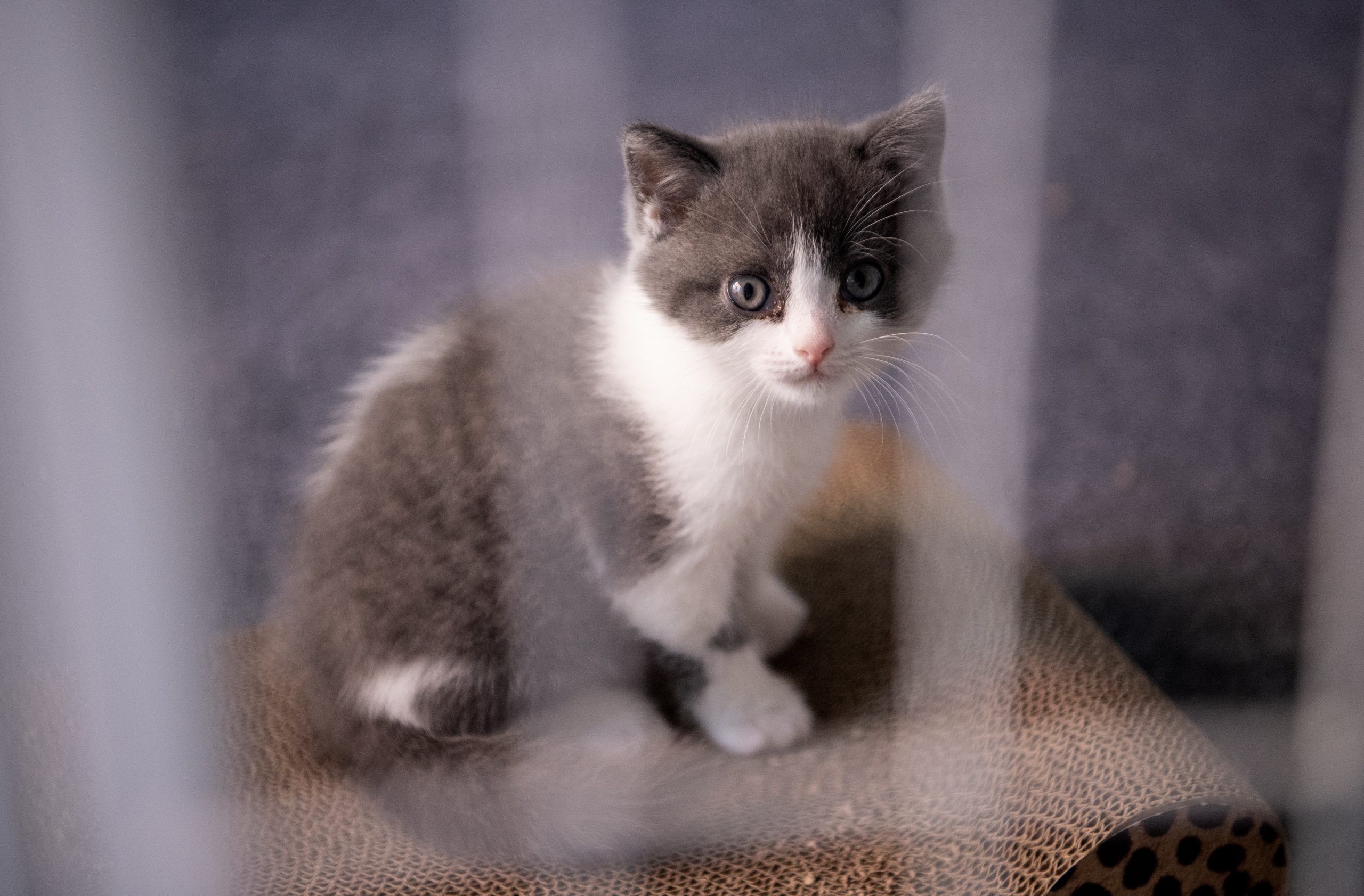 Instituto científico polaco classifica gatos como “espécie invasiva alienígena”