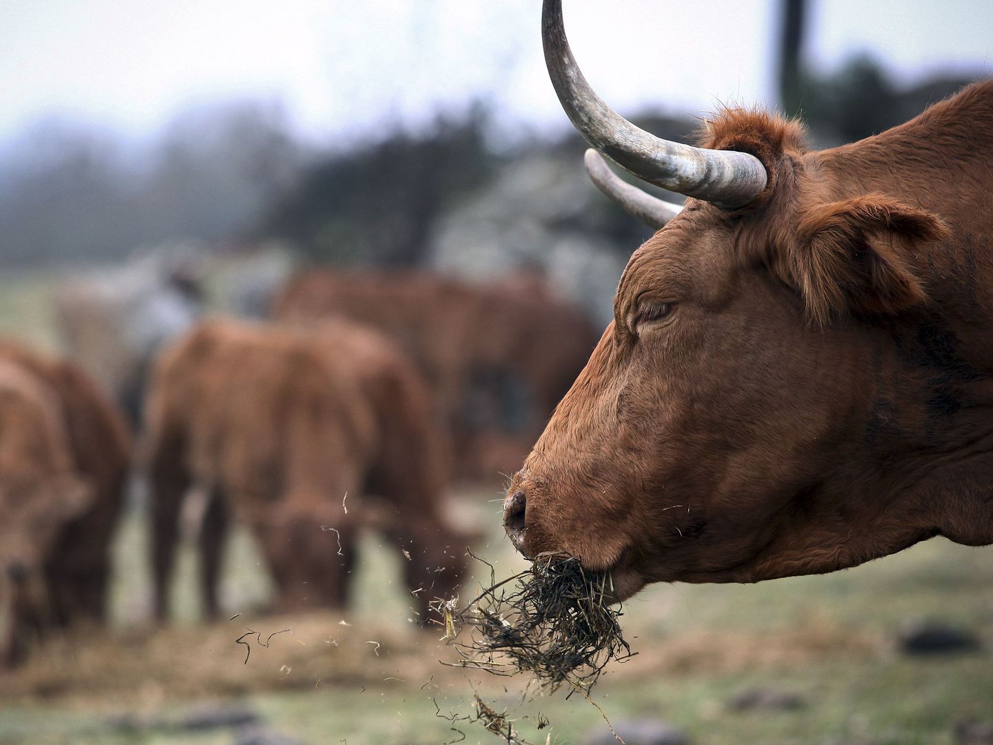 Covid-19: Pandemia reforça ajudas agrícolas diretas a animais e arroz