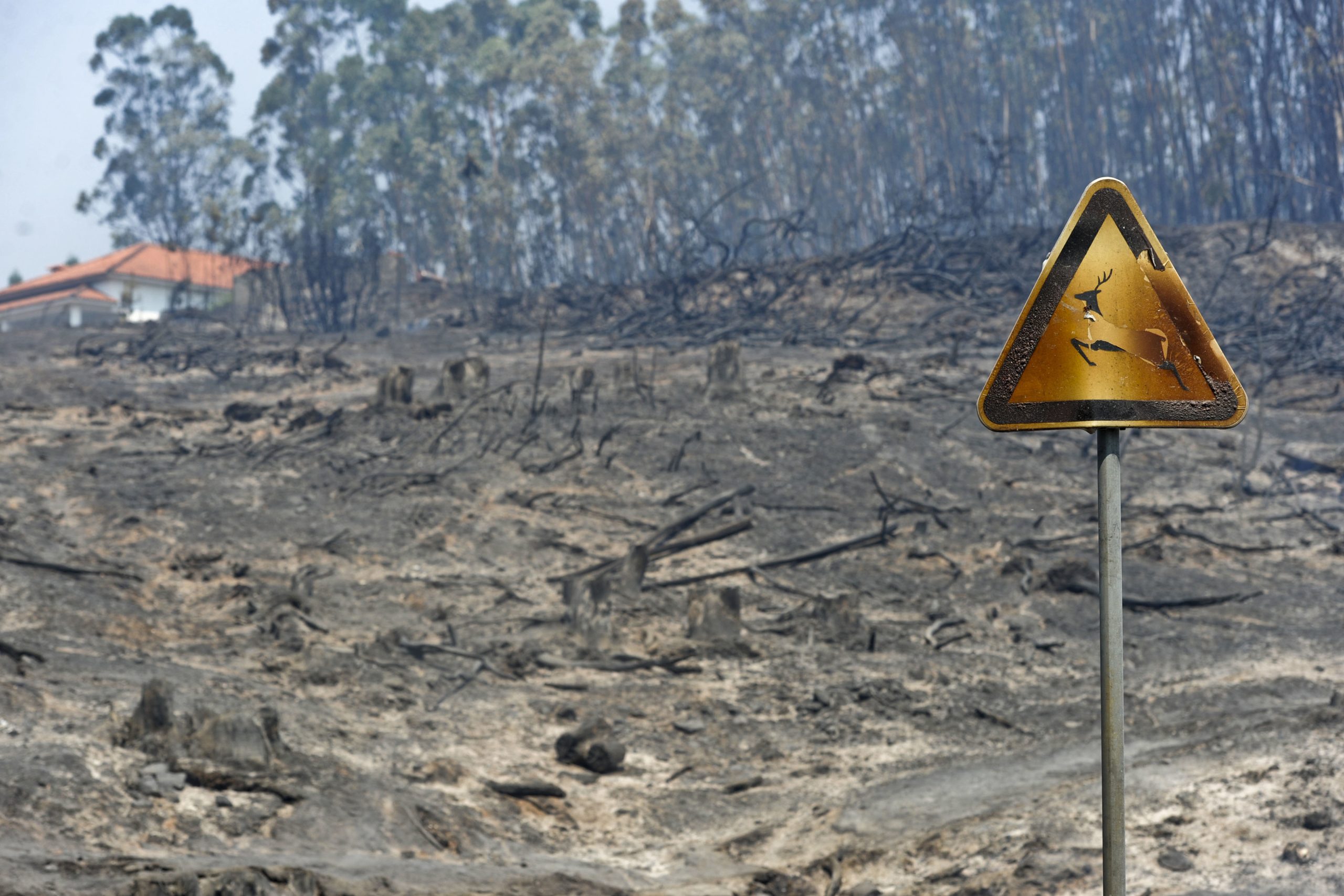 Incêndios: Libertados sob caução homens suspeitos de causar incêndio em Ponte de Lima