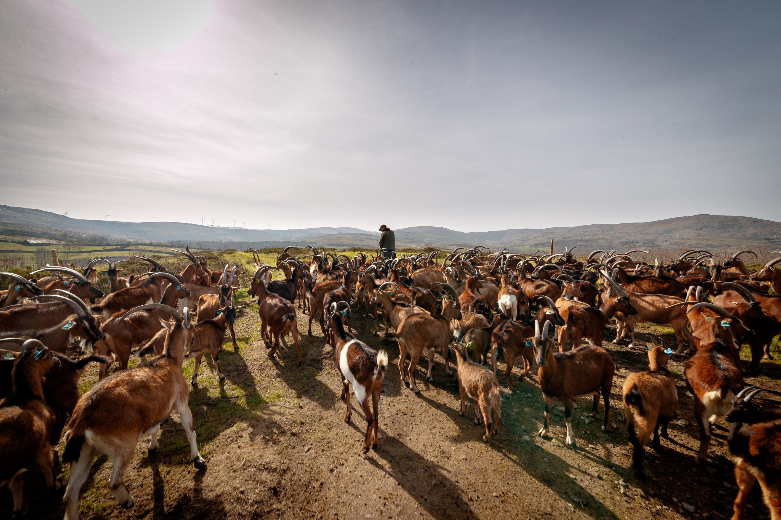 Seca: Criadores de gado já combatem as alterações climáticas na serra do Alvão