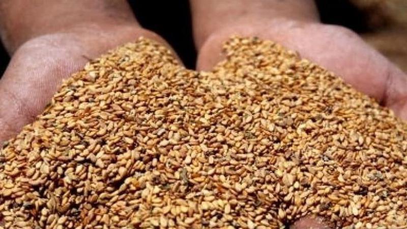 Governo alerta para envio de sementes asiáticas não solicitadas