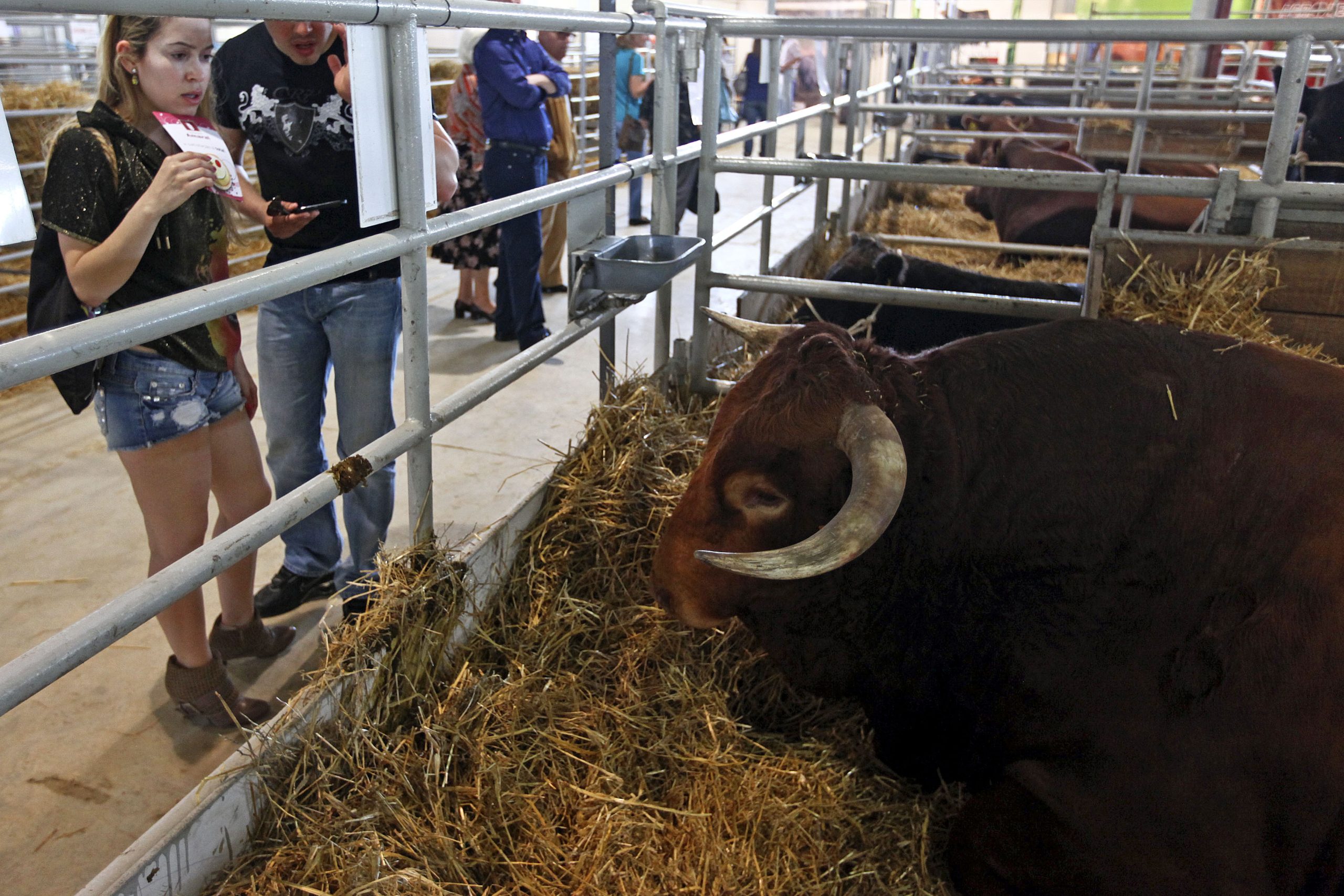 Ovibeja arranca “cheia” na quarta-feira para “mostrar todo o Alentejo deste mundo”