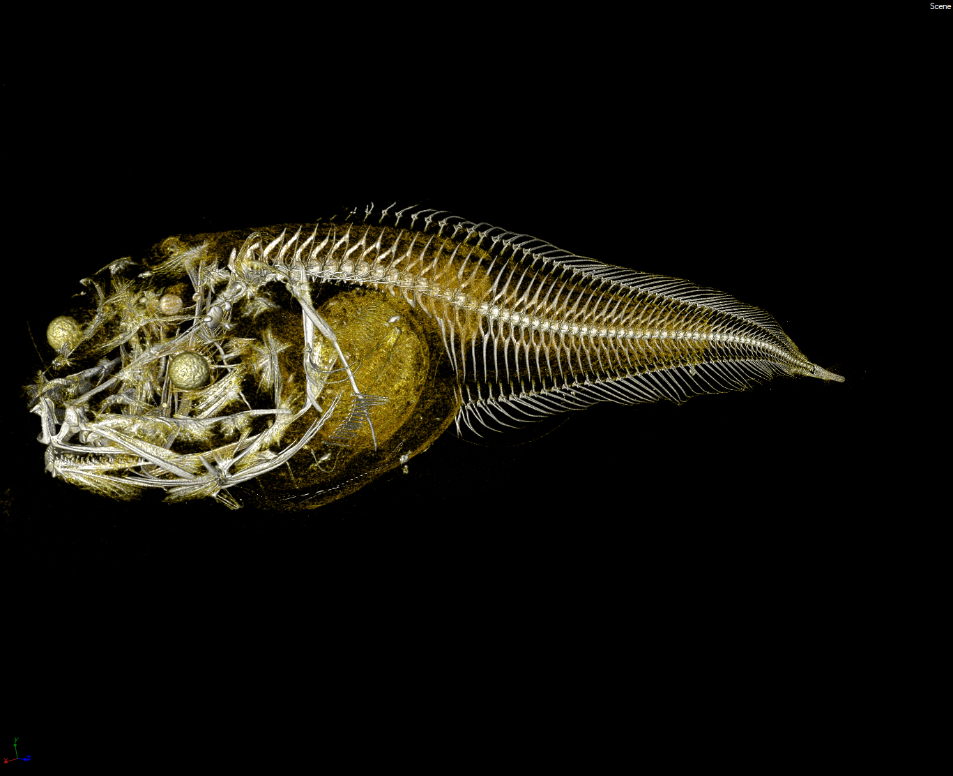 Peixe Atacama