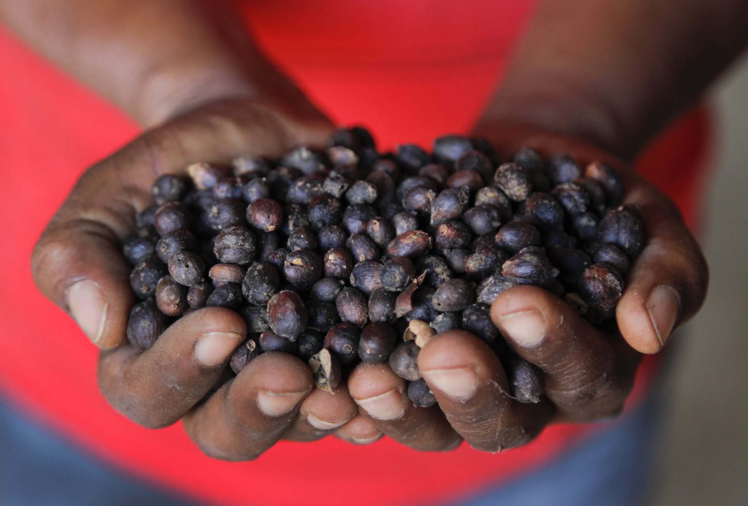 Moçambique entra na Organização Internacional do Café