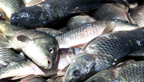 Secretária das Pescas promete eólicas ‘offshore’ alinhadas com a pesca