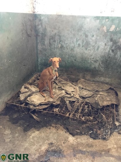 “Tratou-os cruelmente”. Ministério Público descreve maus-tratos de João Moura a animais