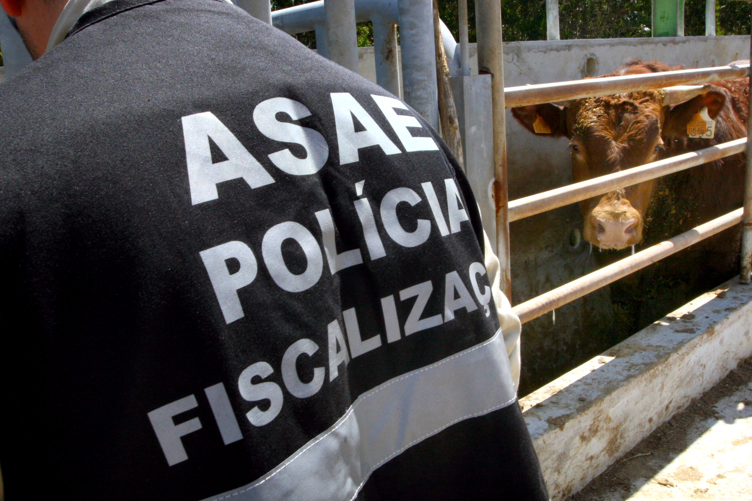 ASAE deteta 23 infrações e apreende mais de 800 artigos em operação de Carnaval