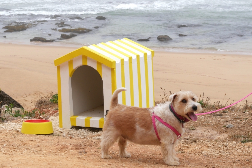 Animais na praia? PAN entra com iniciativa para que lei o permita