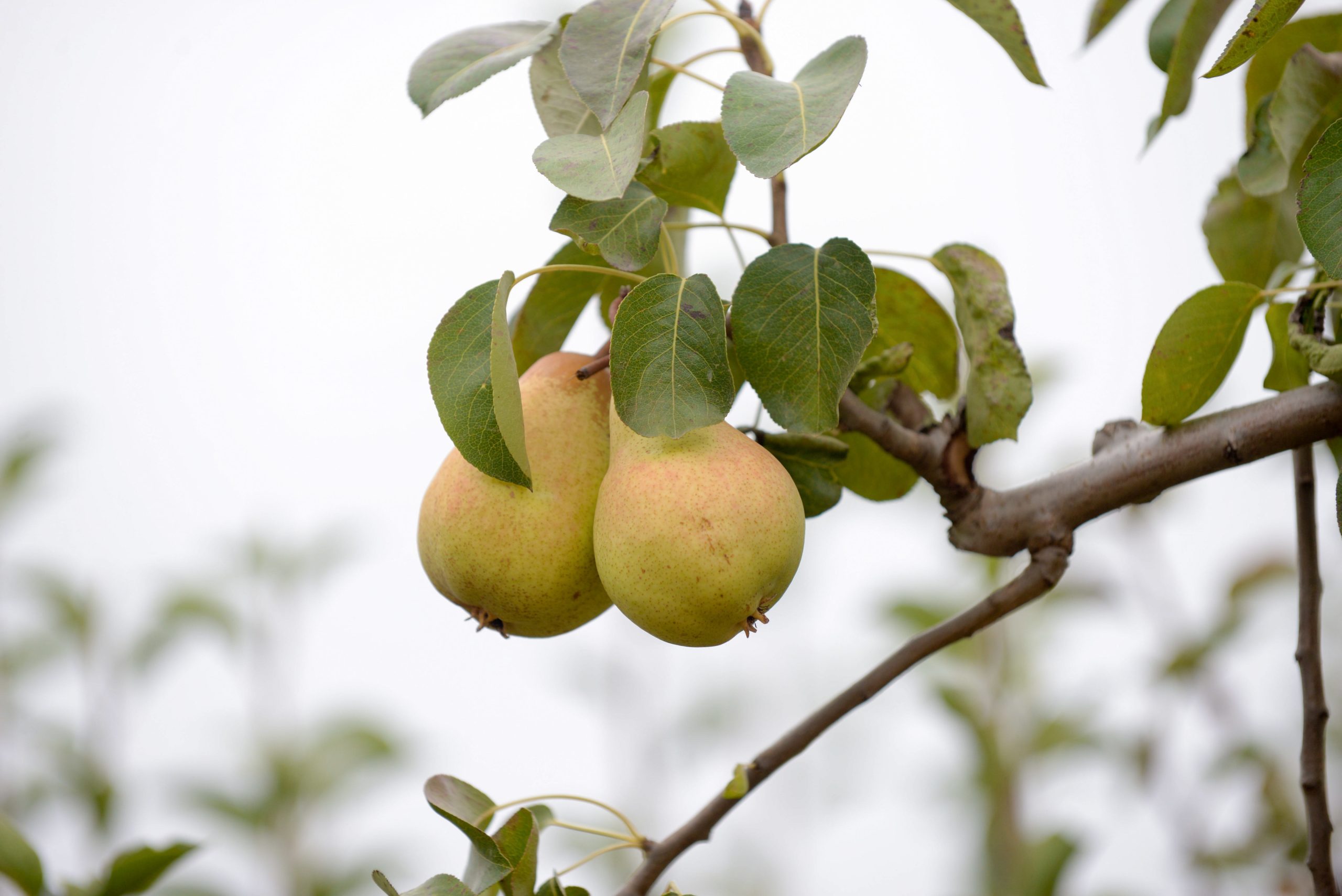 Autarcas pedem ajudas para prejuízos na agricultura na região Oeste devido ao calor