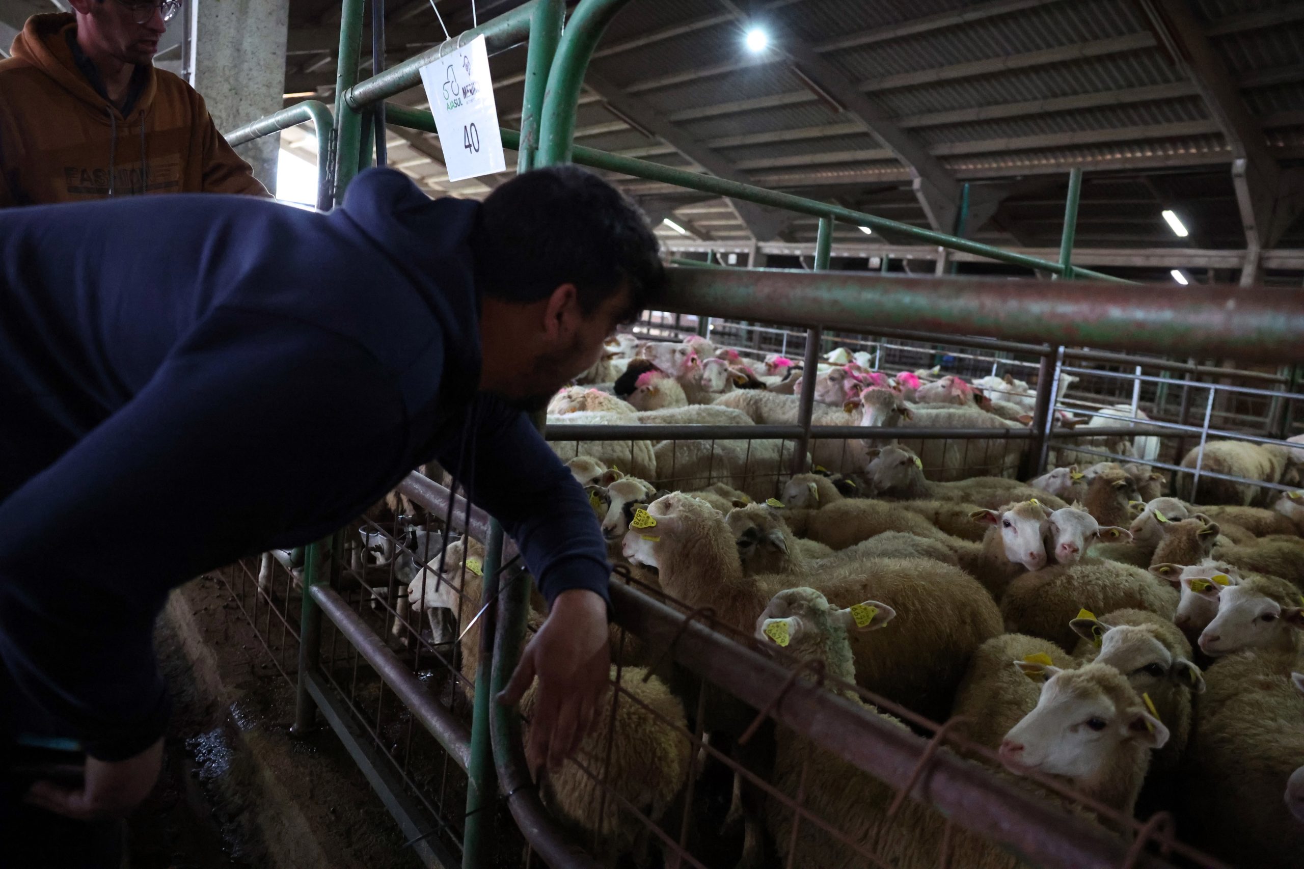 Há pouco e o preço disparou. Esta Páscoa, o borrego vai chegar mais caro às prateleiras do supermercado