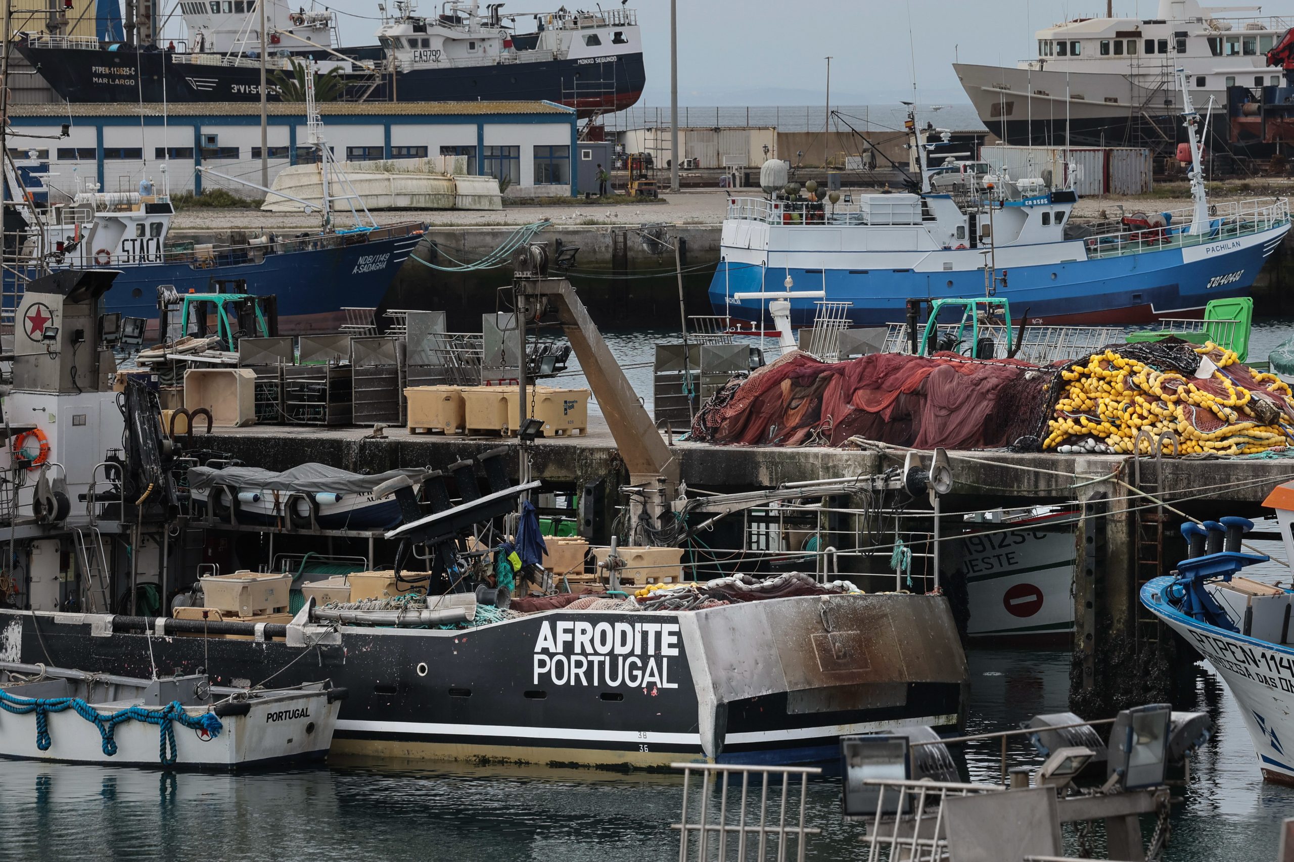 Portugal esgota quota da raia-curva e pesca fica proibida