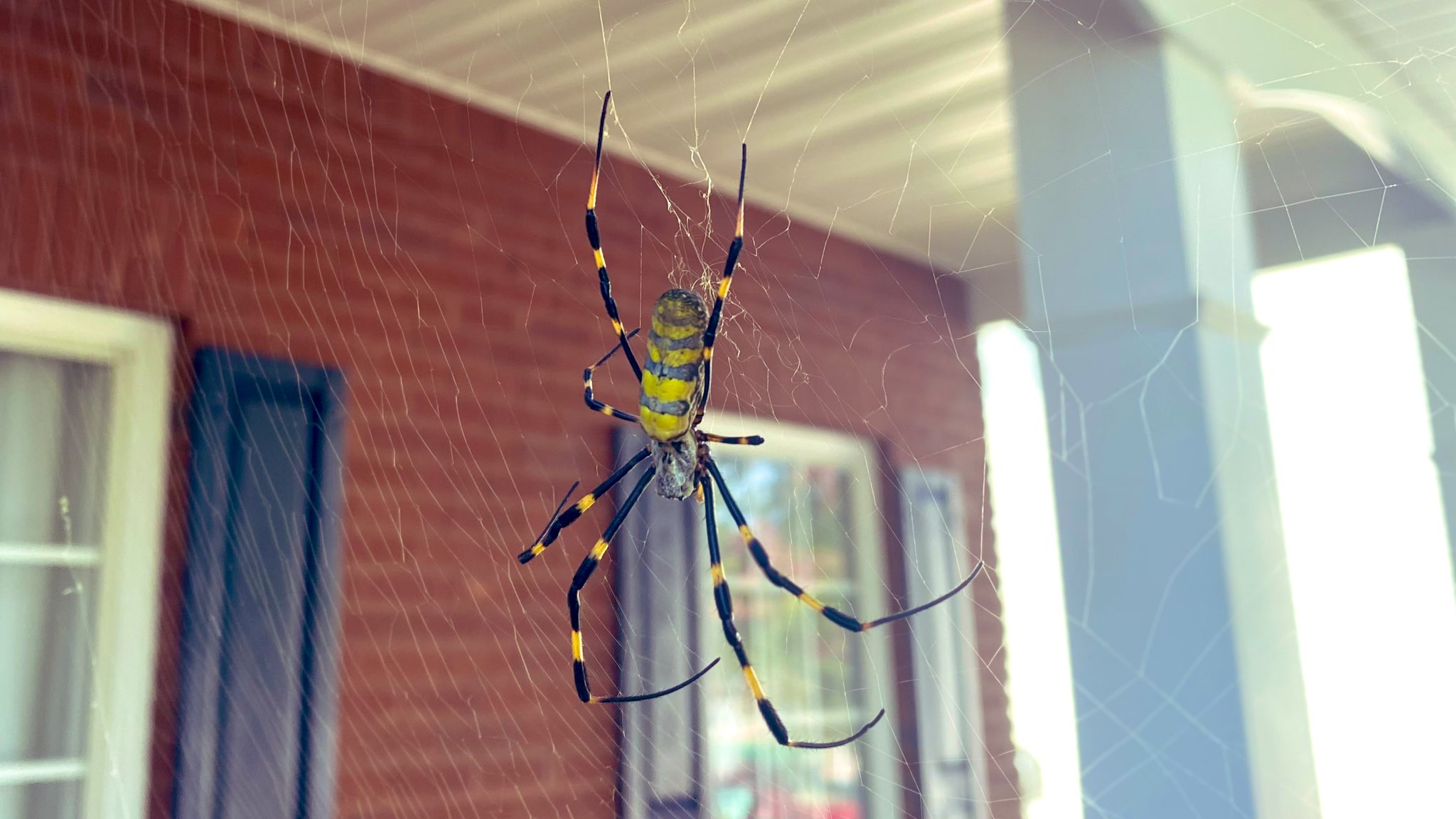 Milhões de aranhas Joro invadem o norte da Geórgia
